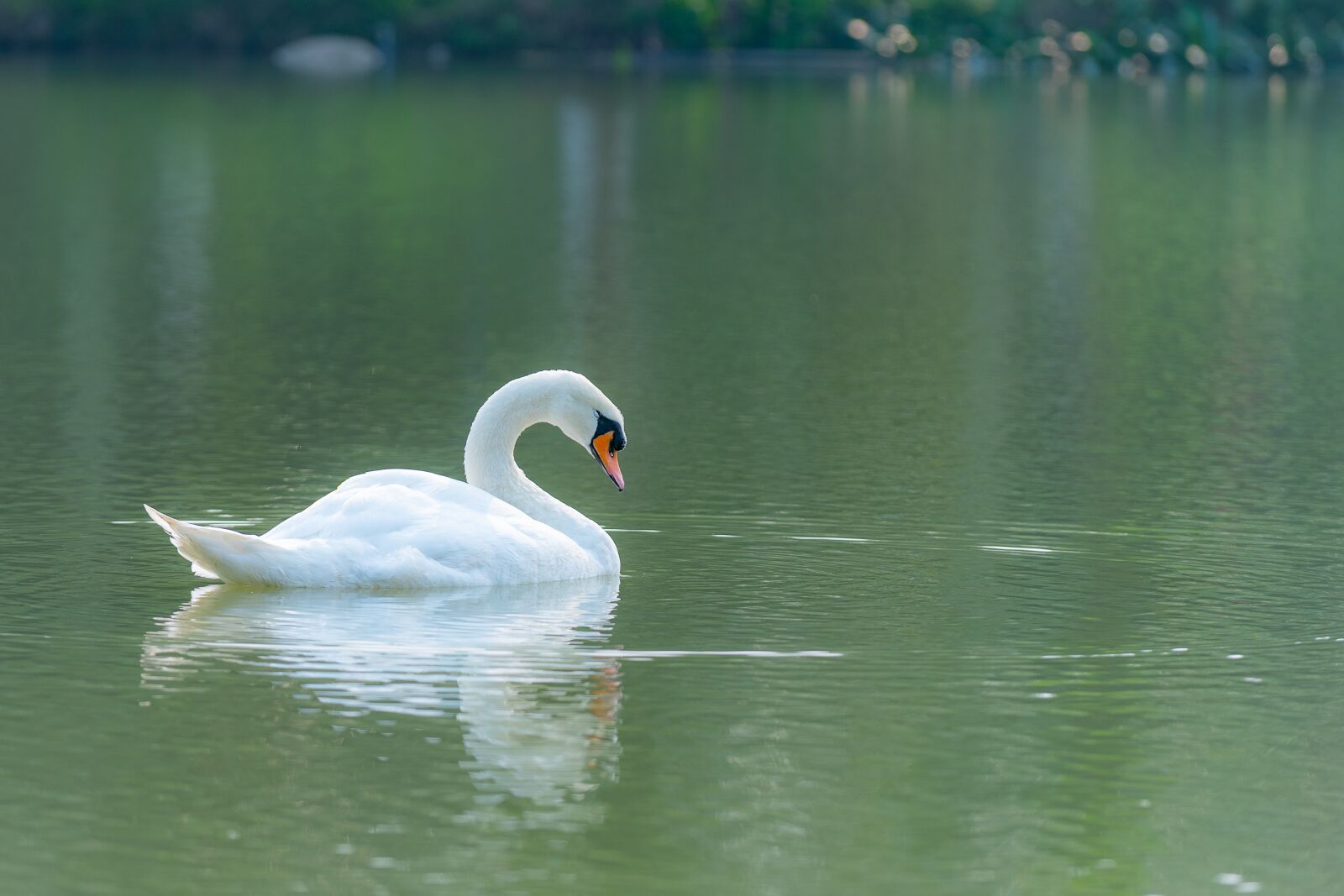 Nikon D810 sample photo. Swan, outdoor, water photography