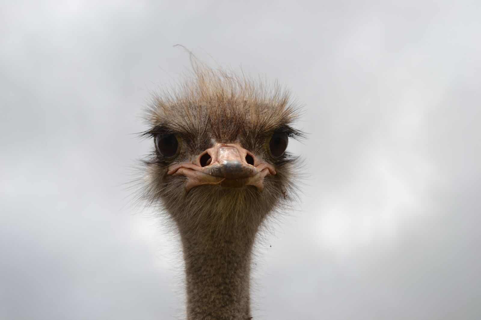 Nikon D3100 sample photo. Ostrich, face, south africa photography