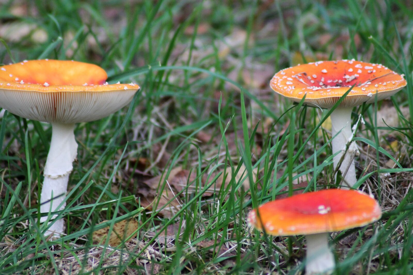 Canon EOS 1100D (EOS Rebel T3 / EOS Kiss X50) sample photo. Fly agaric, toxic, nature photography