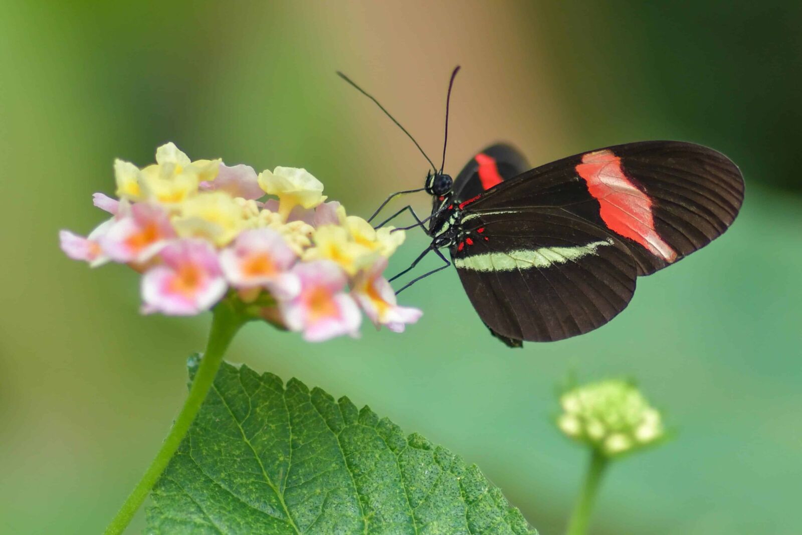 Nikon D500 sample photo. Nature, butterfly, flower, summer photography