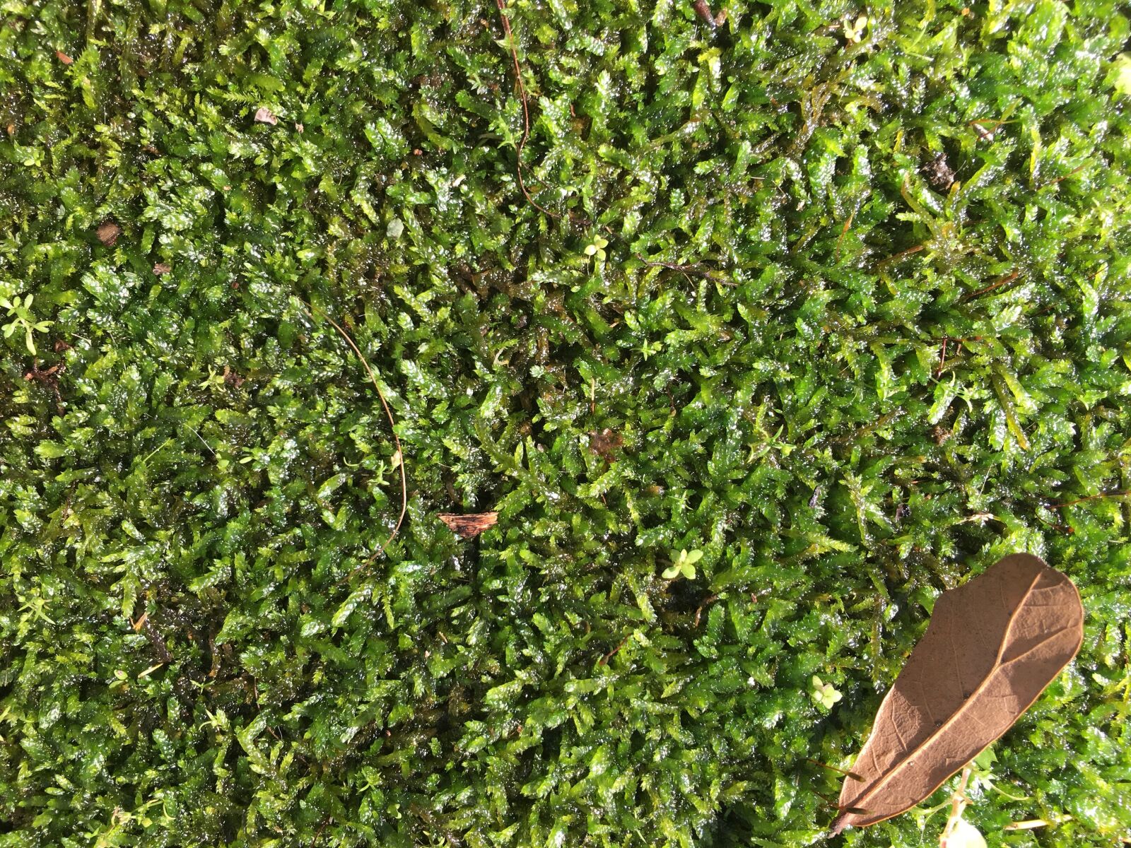 Apple iPhone 6s Plus sample photo. Moss, ground cover, greenery photography