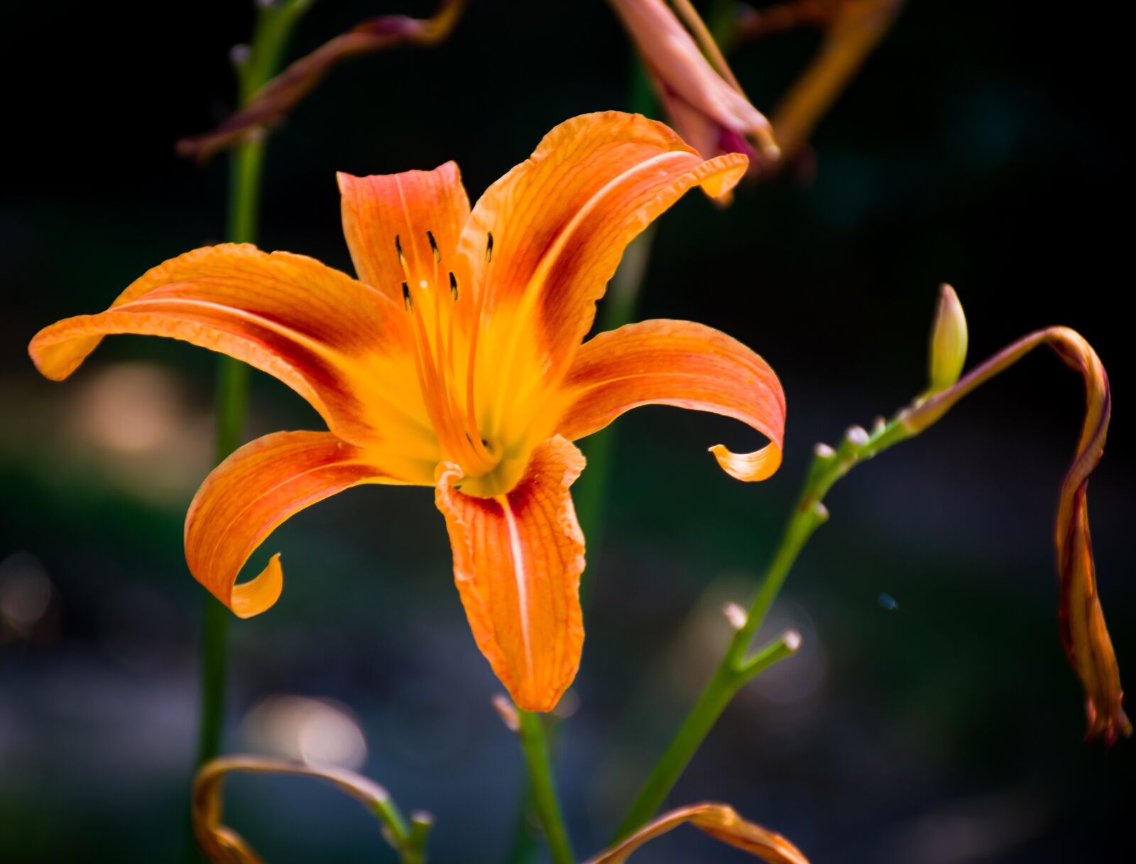 Nikon D5600 sample photo. Lily, flower, floral photography