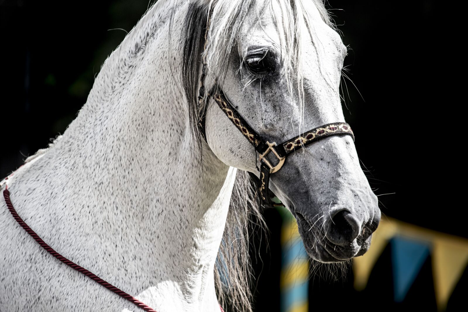 Canon EF 70-300mm F4-5.6L IS USM sample photo. Horse, head, portrait photography