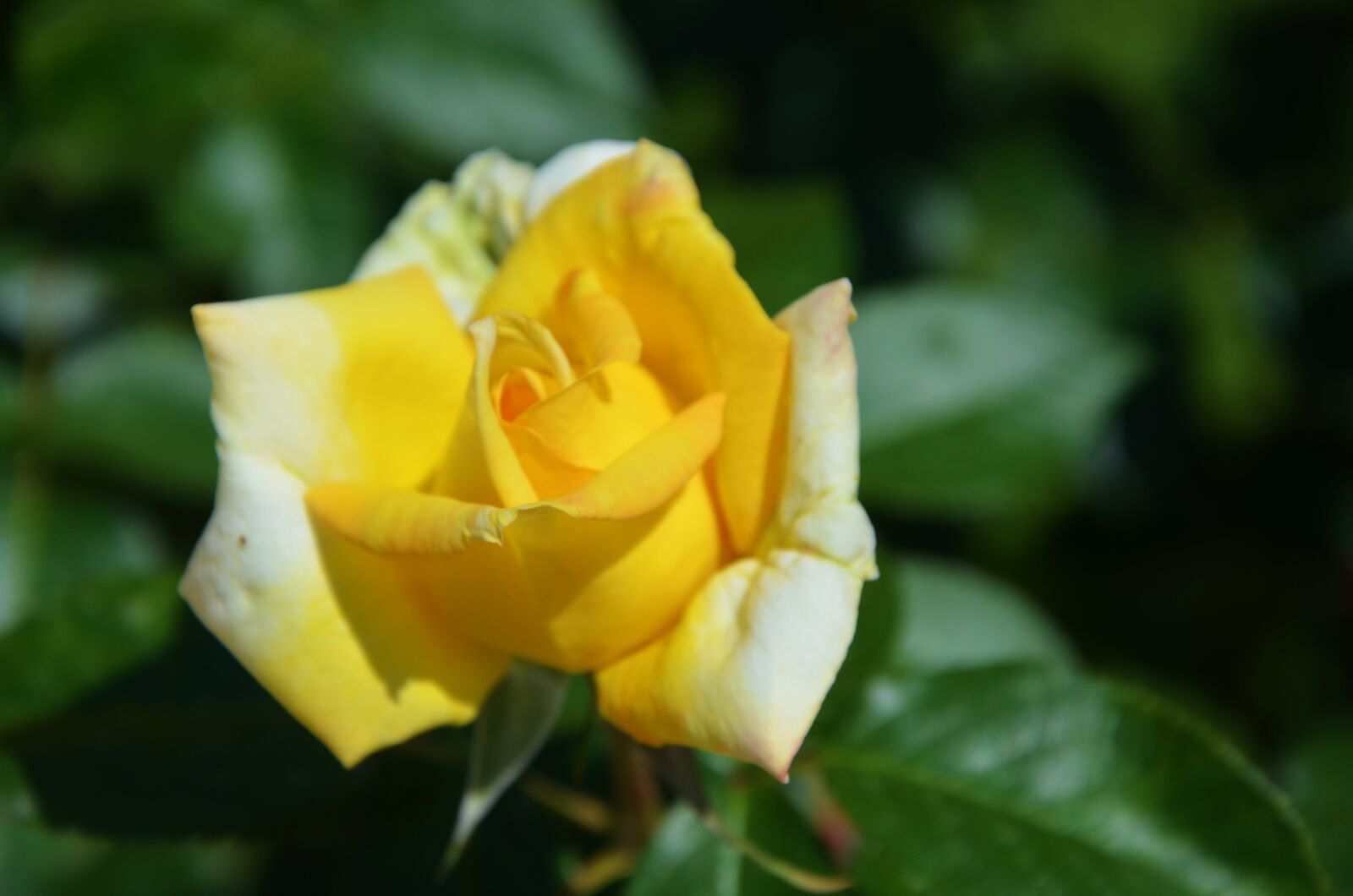 Nikon D7000 sample photo. Yellow, rose, flower photography