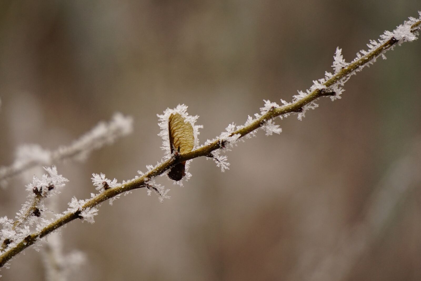 Sony E 55-210mm F4.5-6.3 OSS sample photo. Maple fruit, frozen, hoarfrost photography