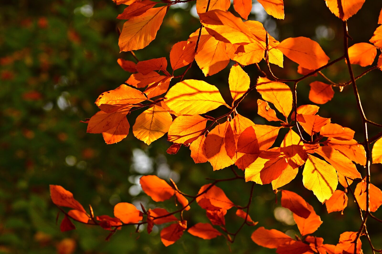 Nikon D5200 sample photo. Autumn, leaf coloring, fall photography
