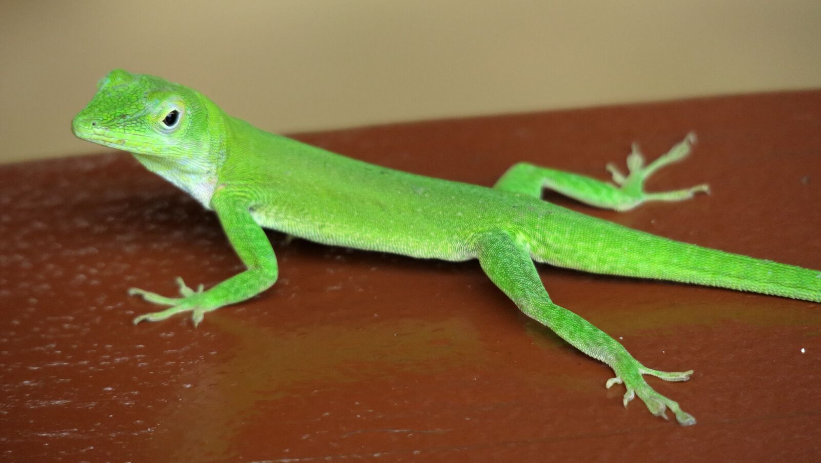 Canon PowerShot G3 X sample photo. Gecko, green, green gecko photography