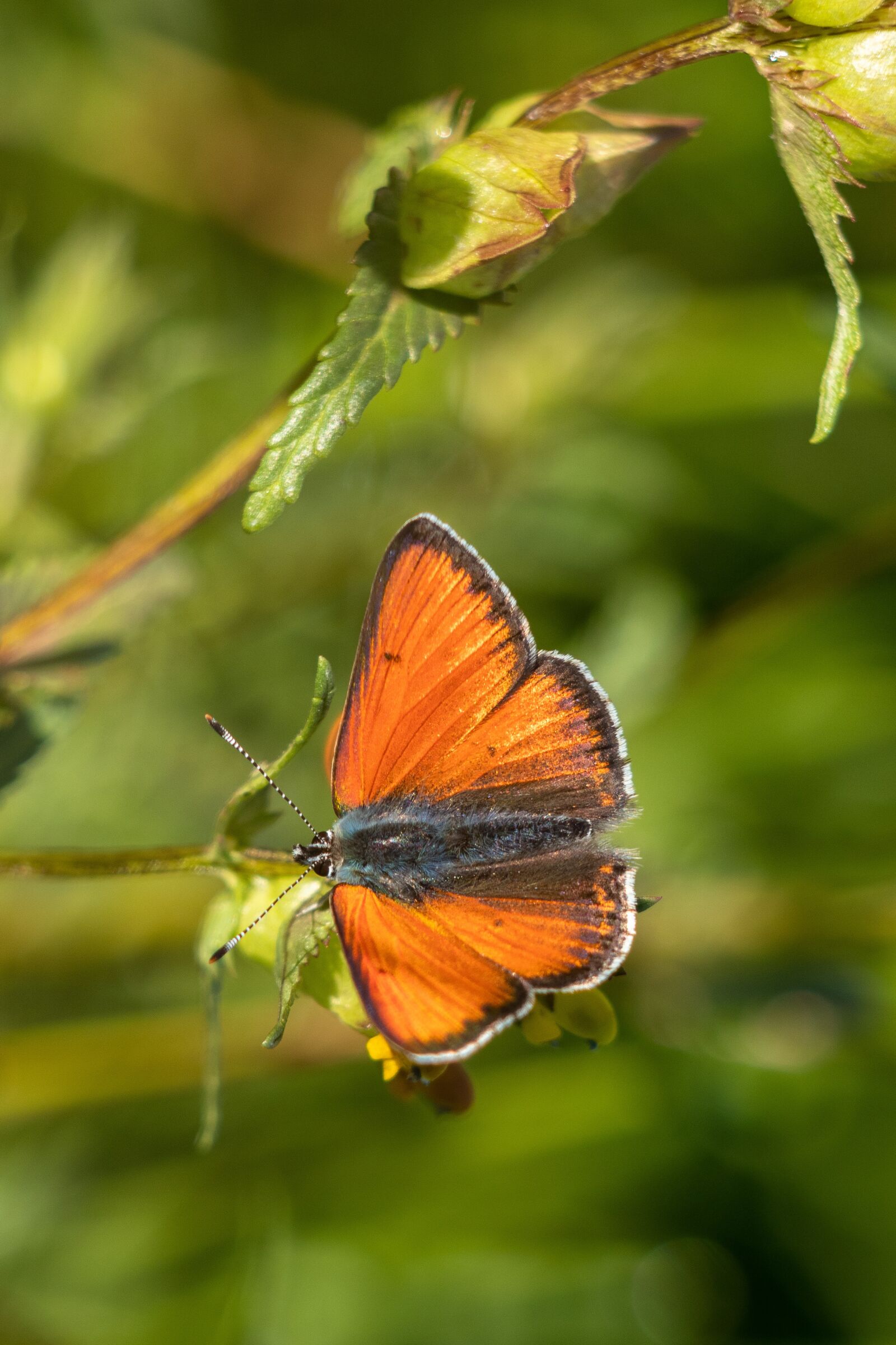 Canon EOS 80D sample photo. Butterfly, insect, nature photography