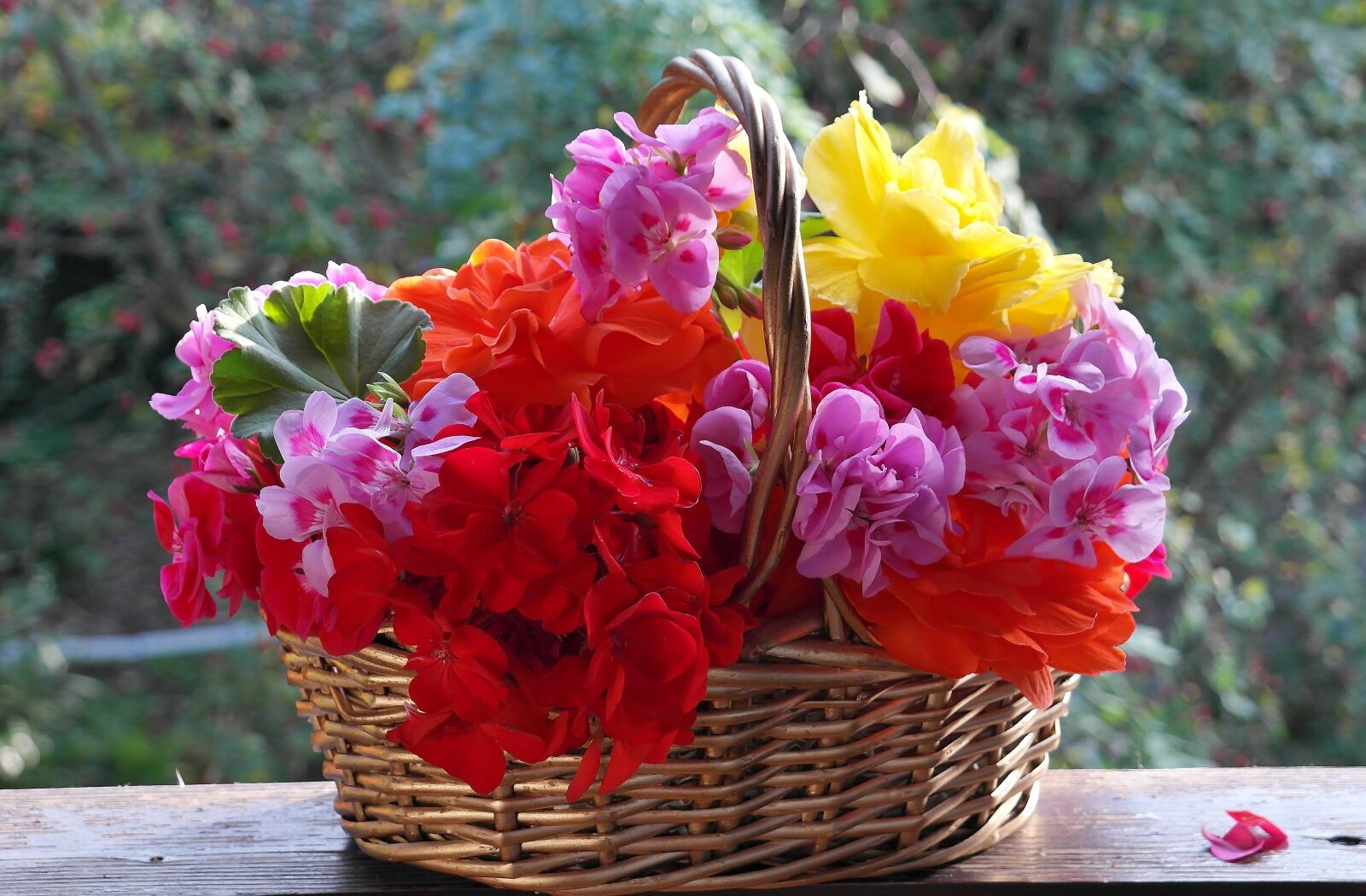 Samsung NX20 sample photo. Geranium, petunia, balcony plants photography