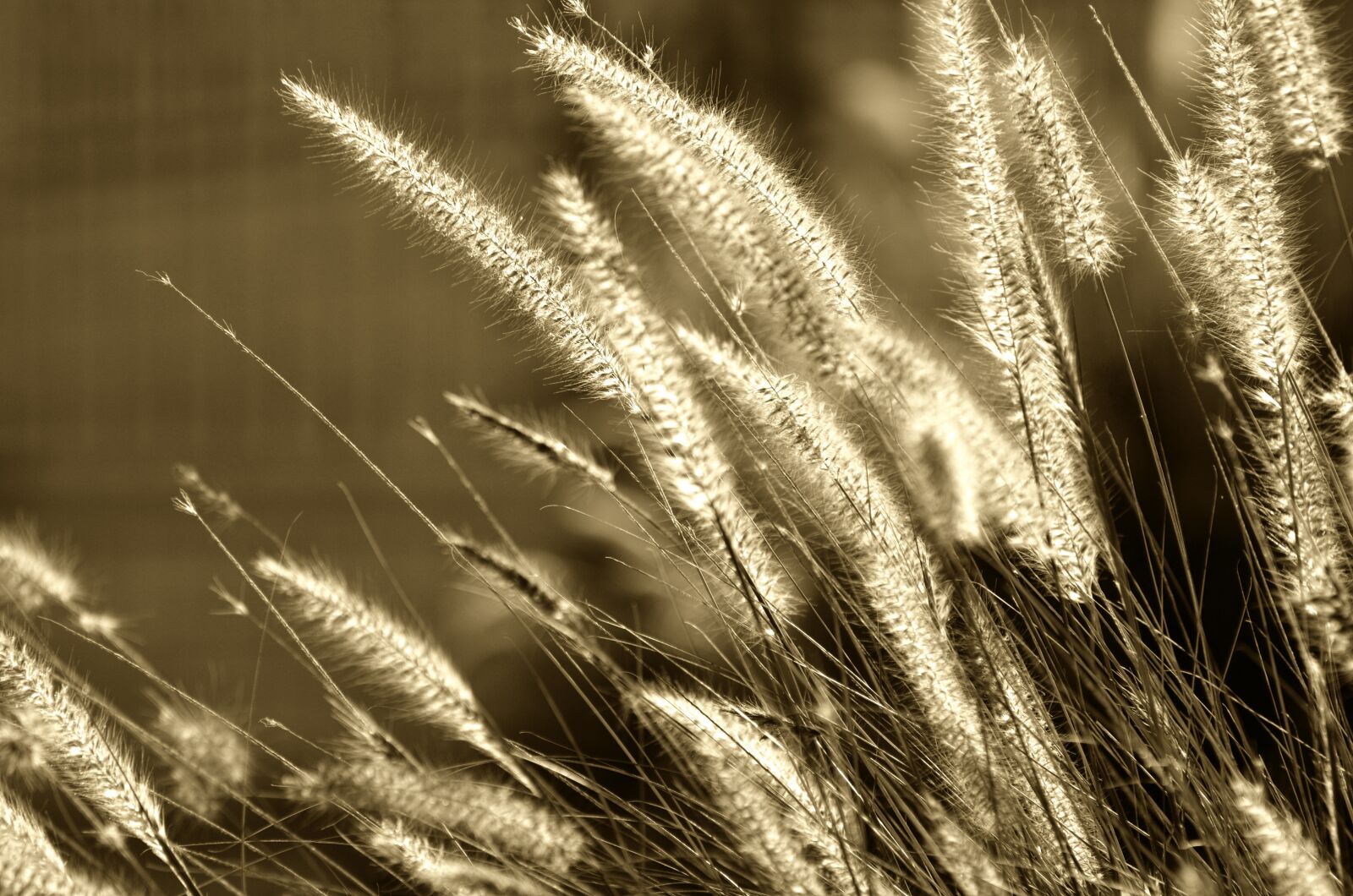 Nikon D7000 sample photo. Seed, nature, wheat photography