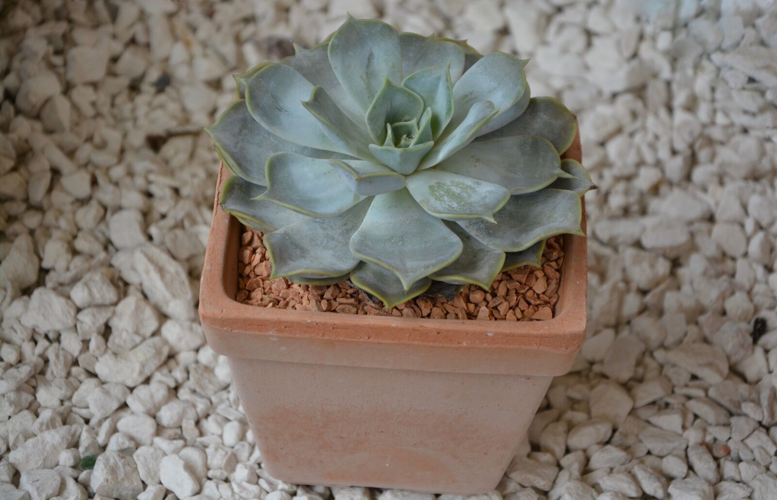 Nikon D5200 sample photo. Green plant, cactus, botany photography