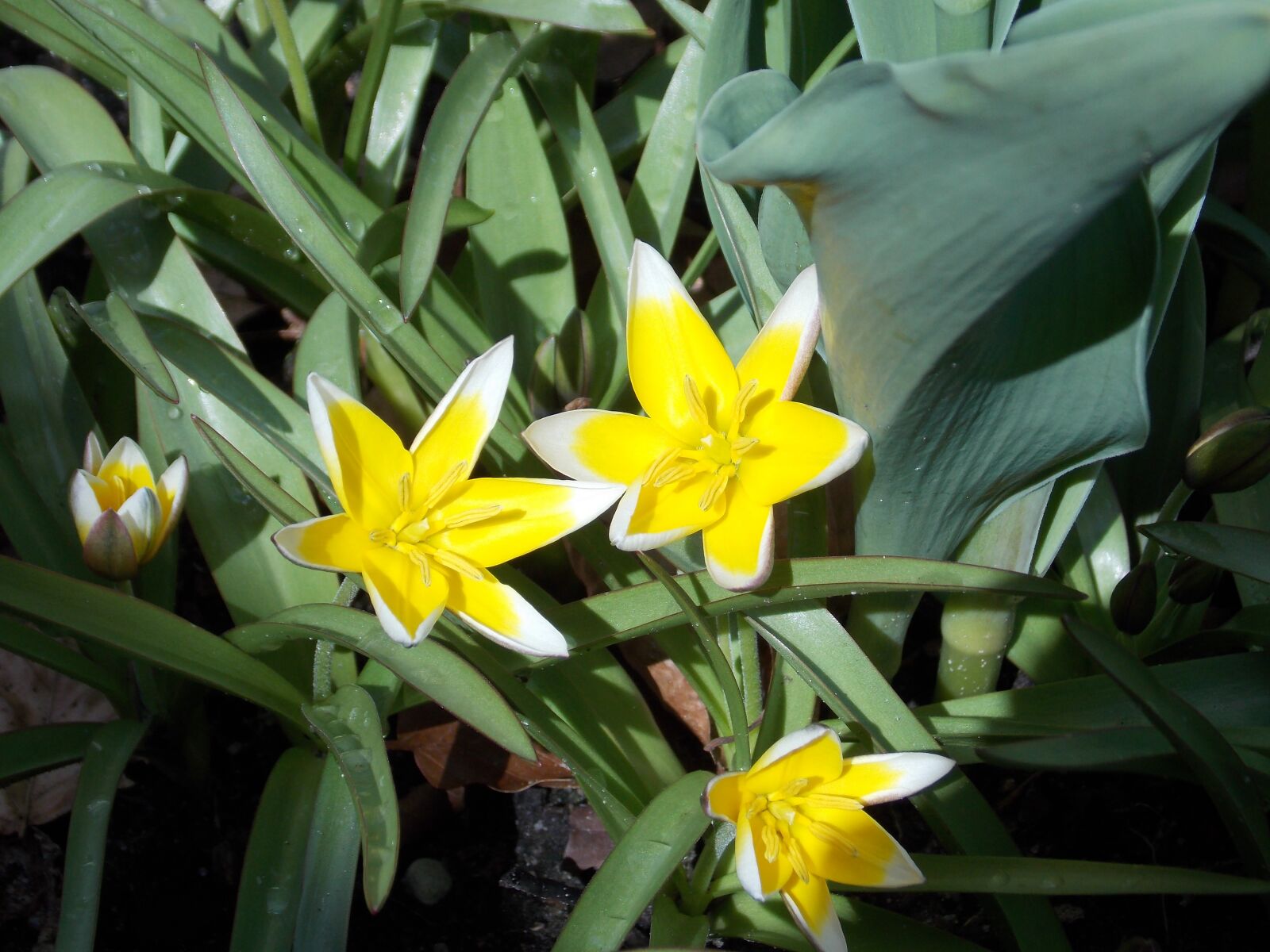Nikon Coolpix L810 sample photo. Flower, yellow, close up photography