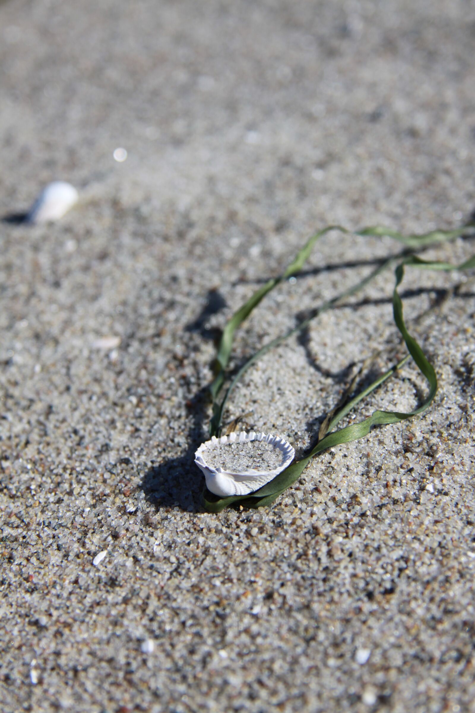 Canon EOS 50D sample photo. Beach, sand, baltic sea photography