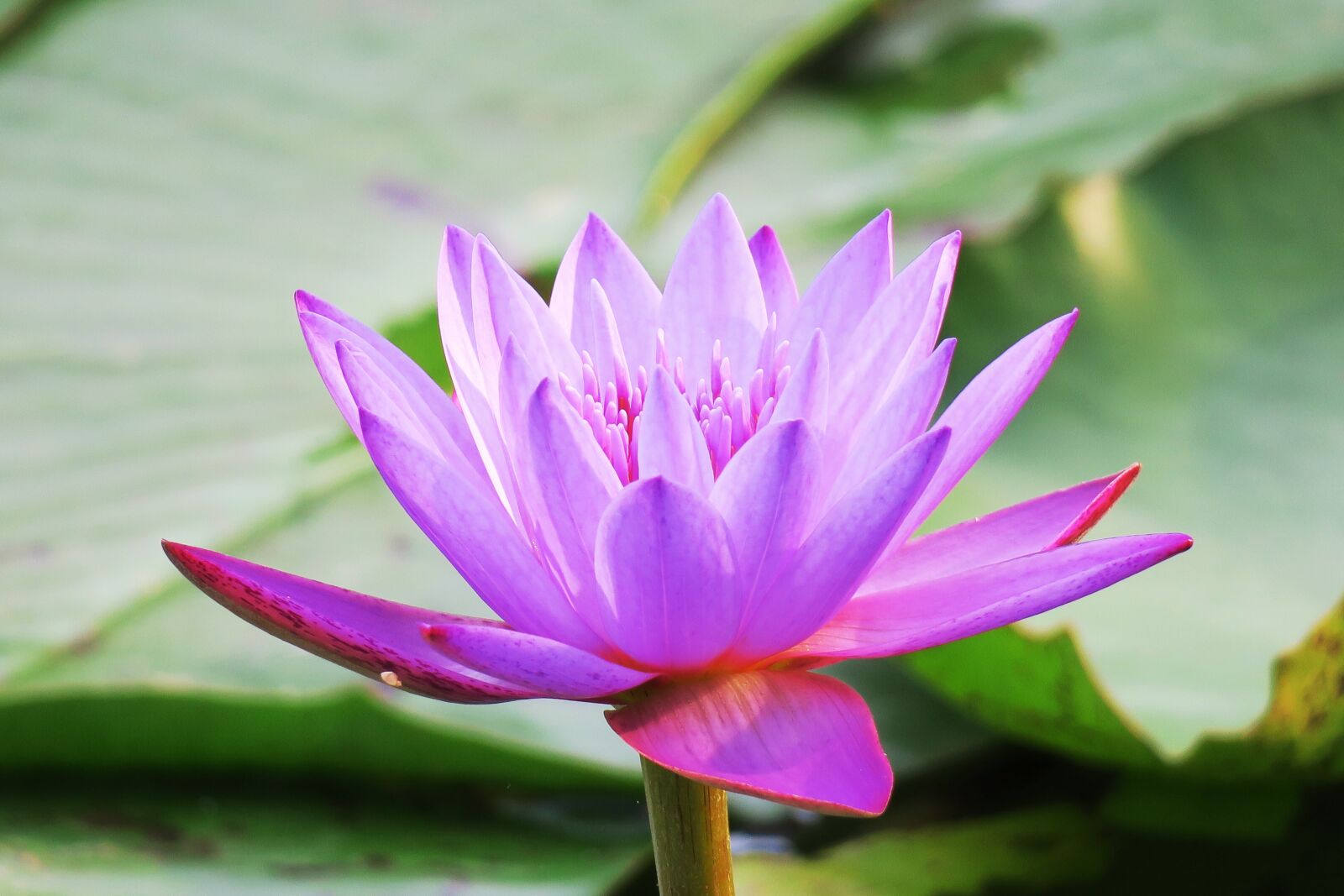 Canon PowerShot G3 X sample photo. Lotus, pond, aquatic plants photography