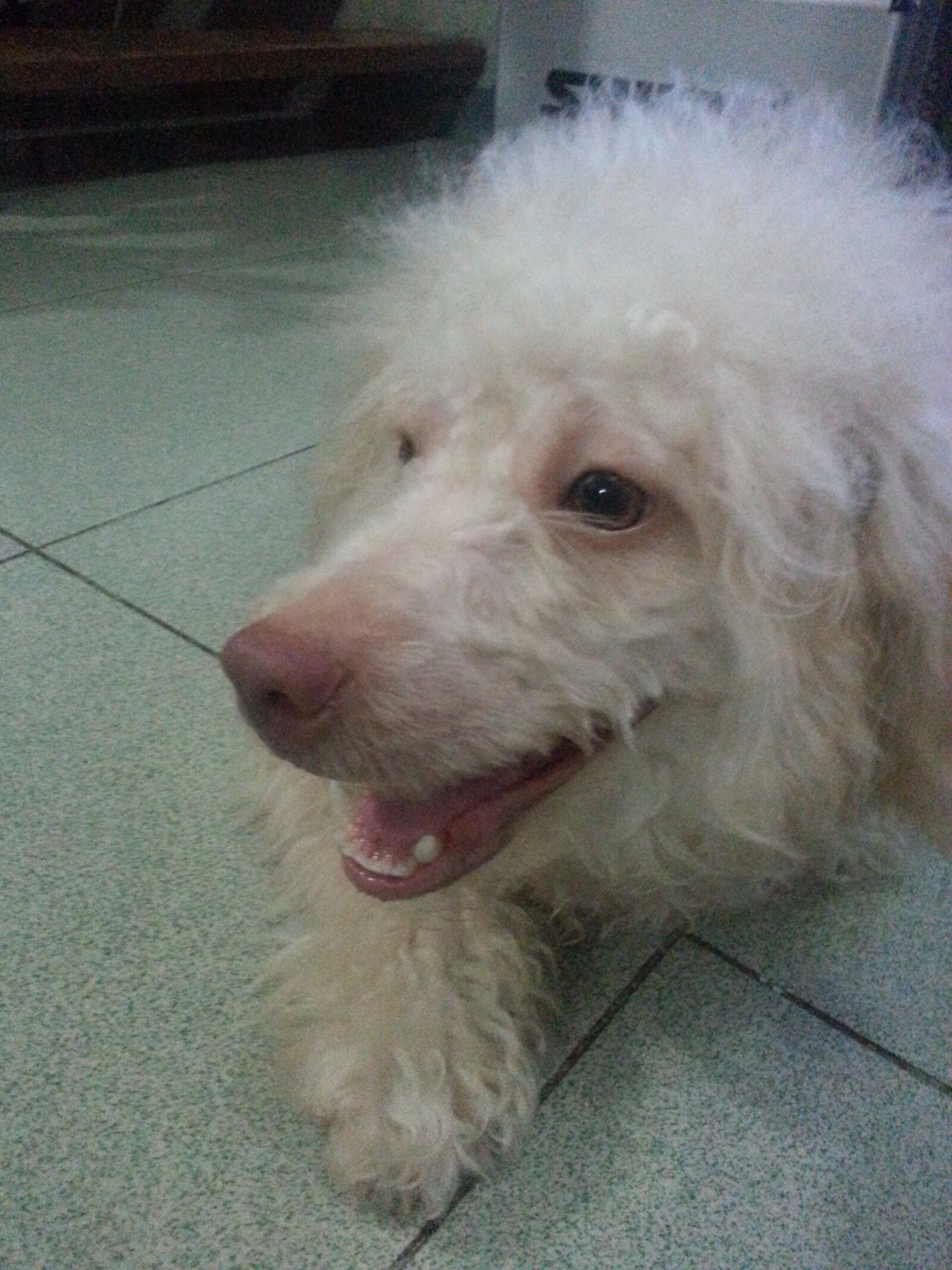 Samsung Galaxy S3 sample photo. Pet, dog, puppy photography