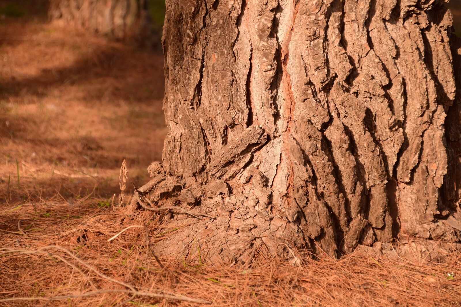 Nikon D3300 sample photo. Nature, tree, desert, landscape photography