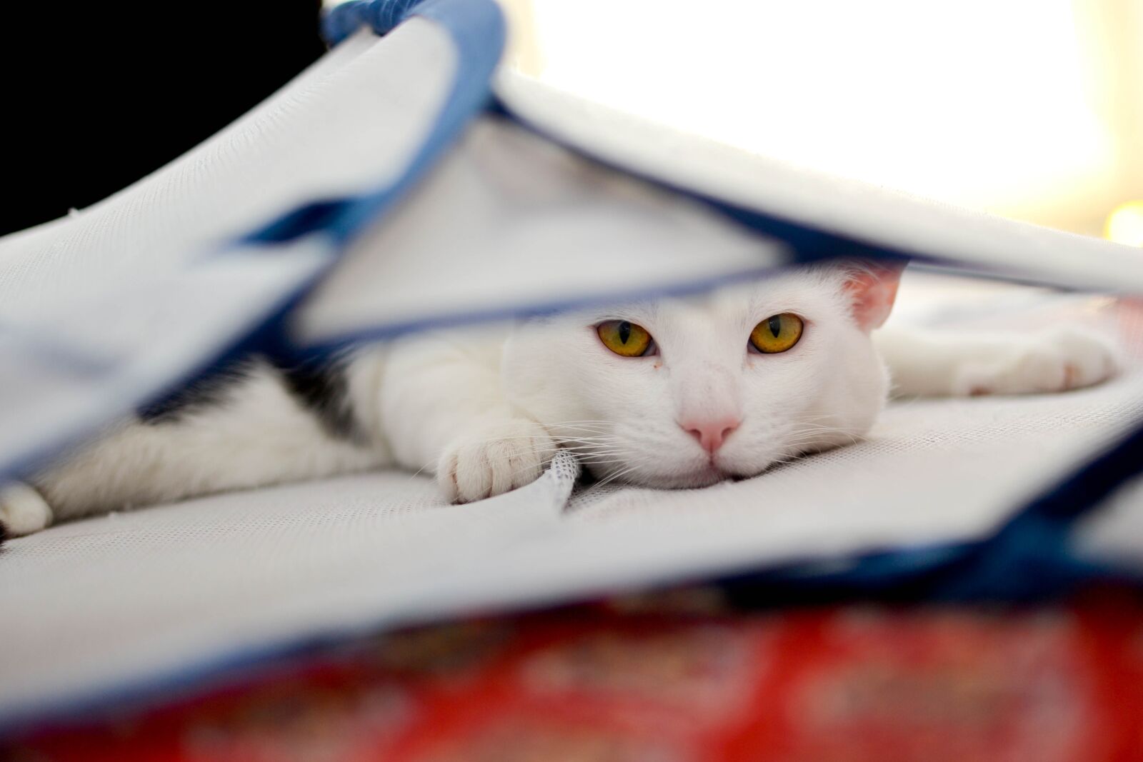 Nikon D3100 sample photo. Cat, domestic cat, animal photography
