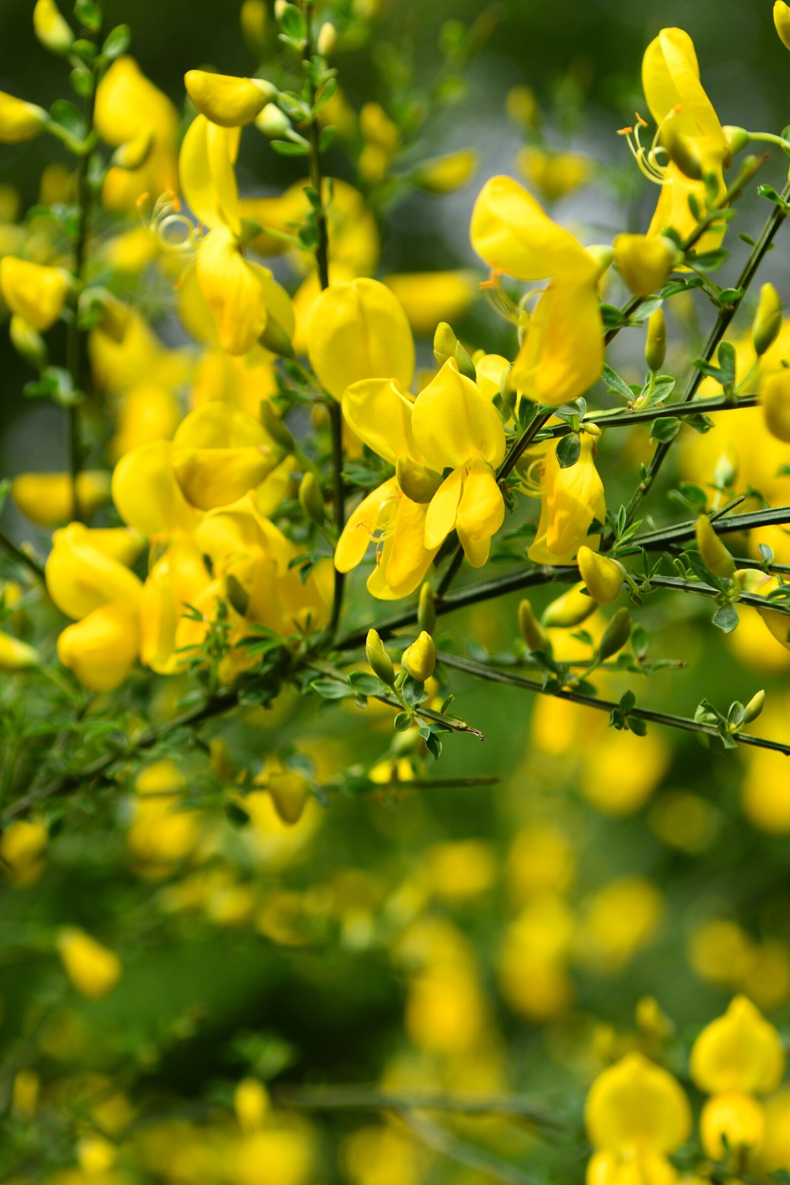 Nikon D500 sample photo. Blooms, bush, spring photography