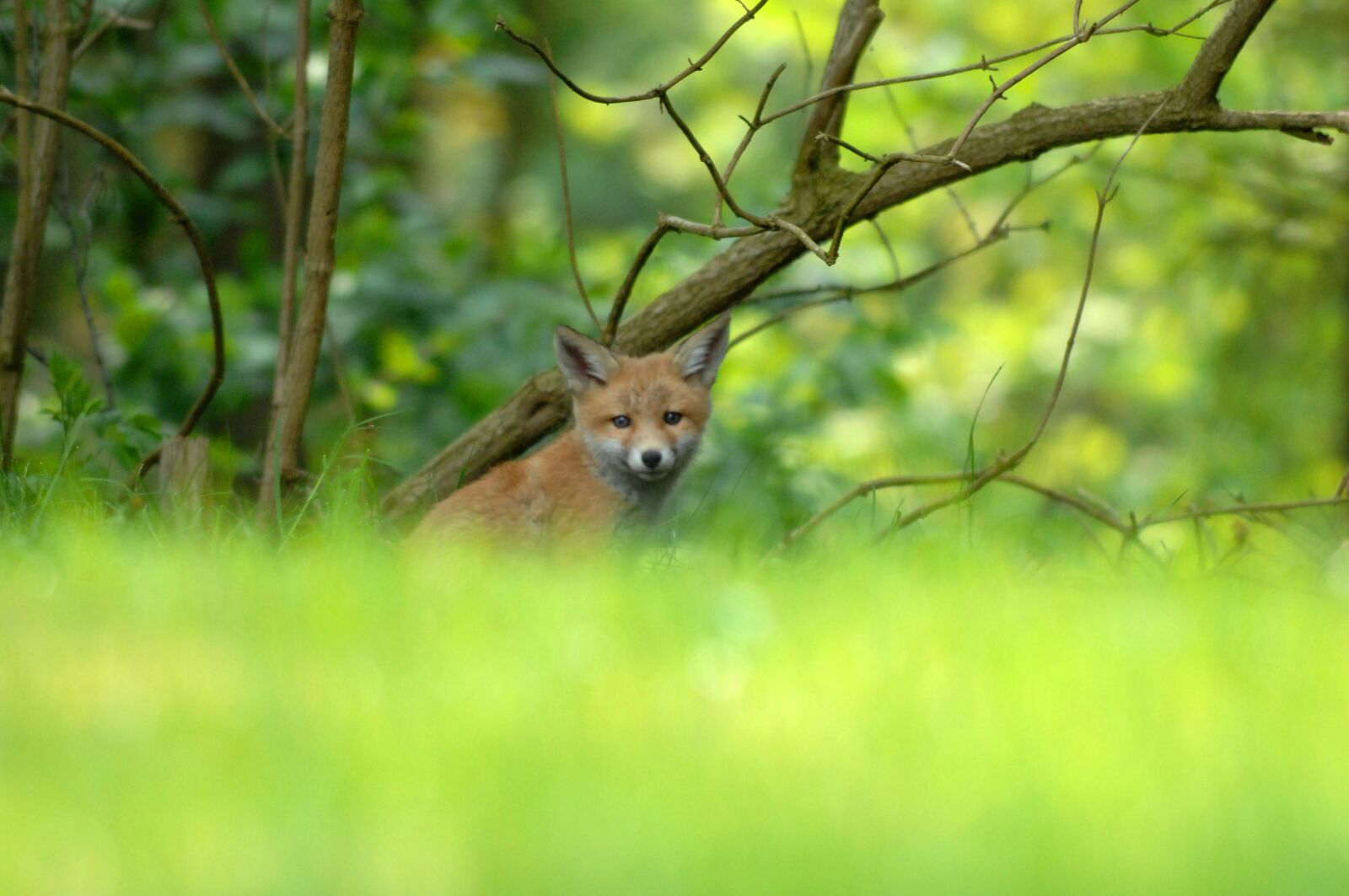 Nikon D2Xs sample photo. Natural, wildlife, expensive photography