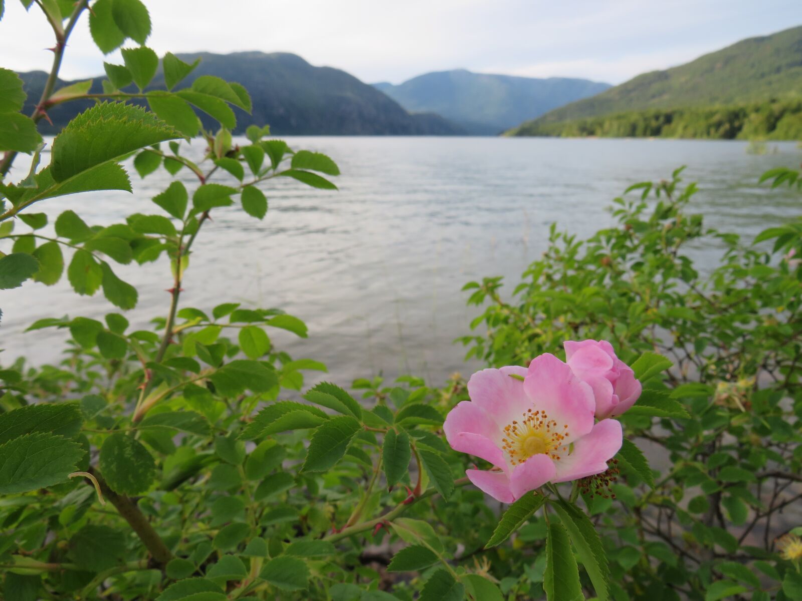 Canon PowerShot SX540 HS sample photo. Landscape, wild rose, alberta photography