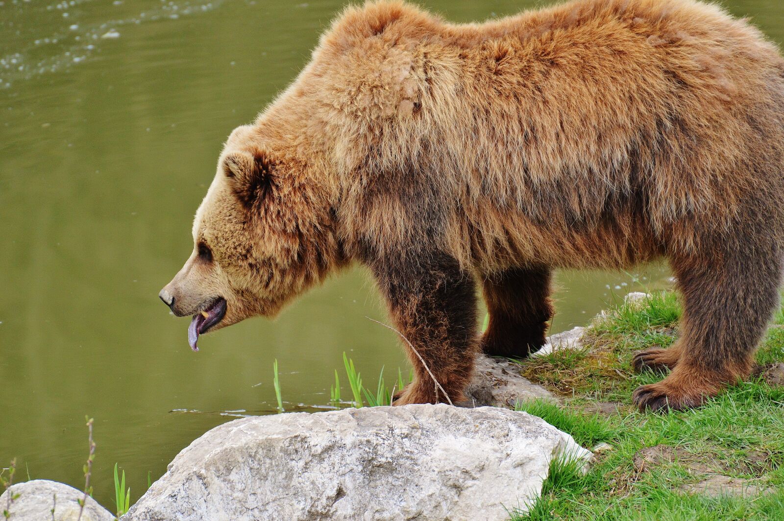 Nikon D3200 sample photo. Bear, wildpark poing, brown photography