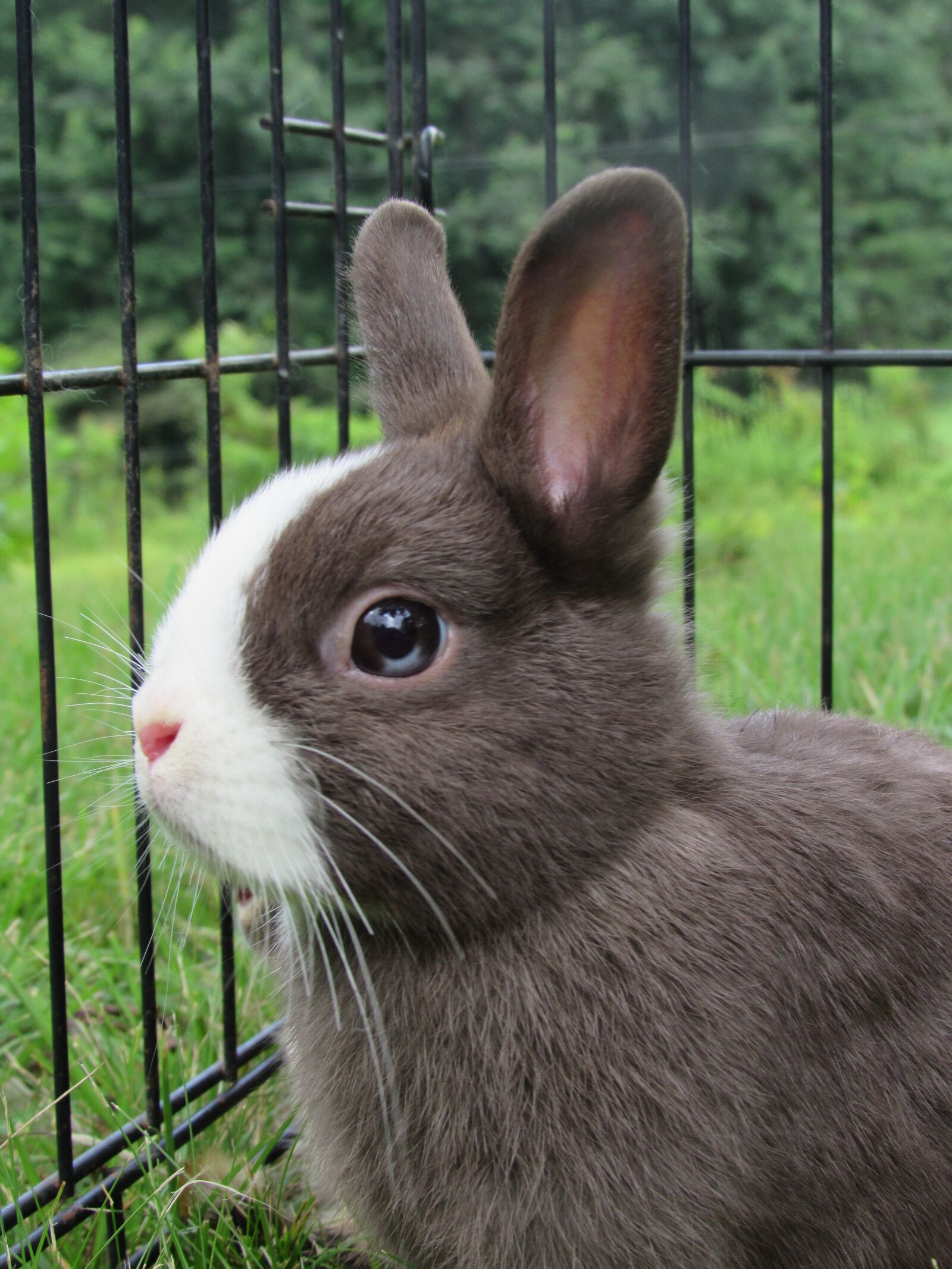 Canon PowerShot SX520 HS sample photo. Bunny, rabbit, netherlands dwarf photography