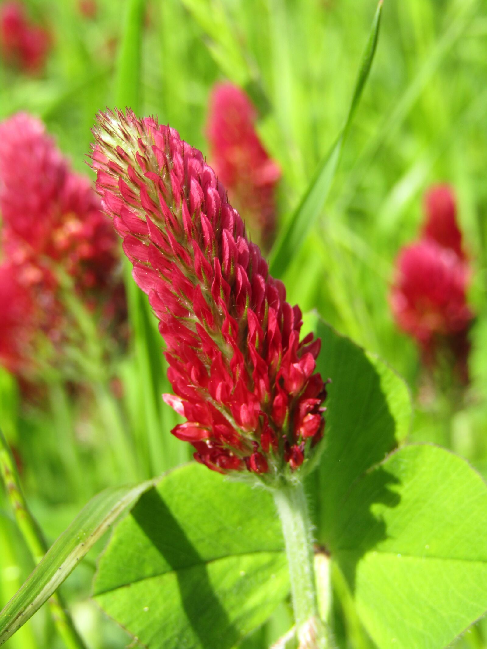 Canon POWERSHOT SX432 IS sample photo. Klee, forage clover, red photography
