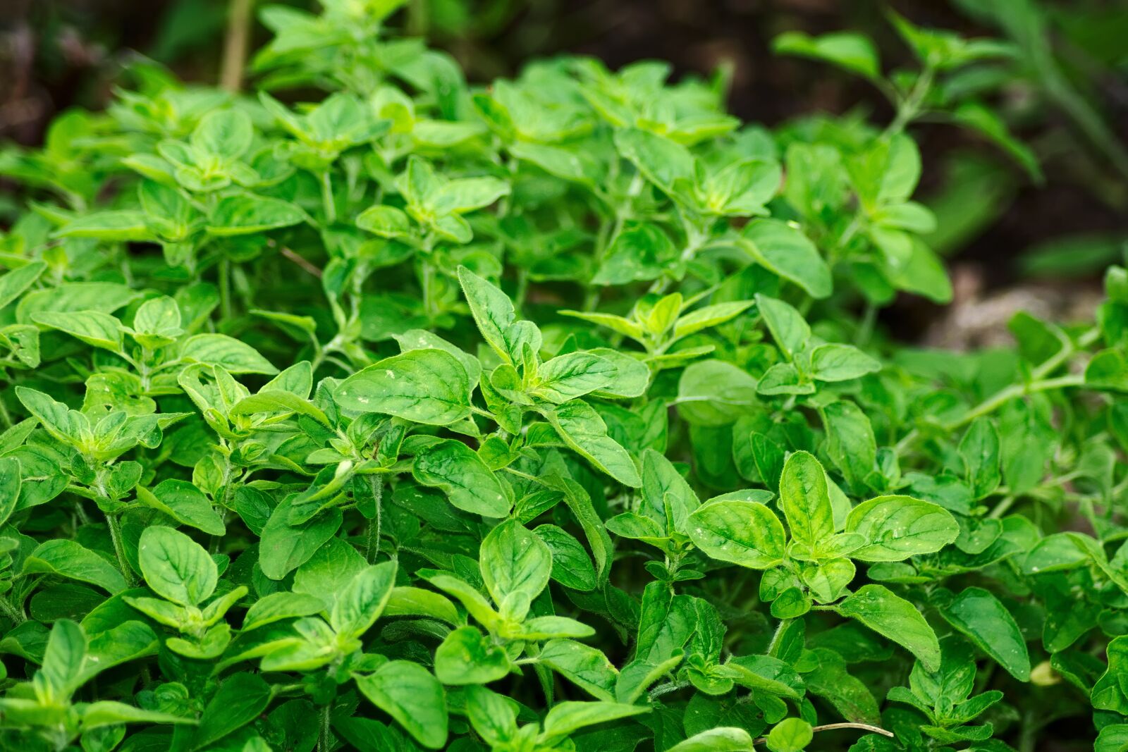 Nikon D3300 sample photo. Oregano, spice, aromatic herbs photography