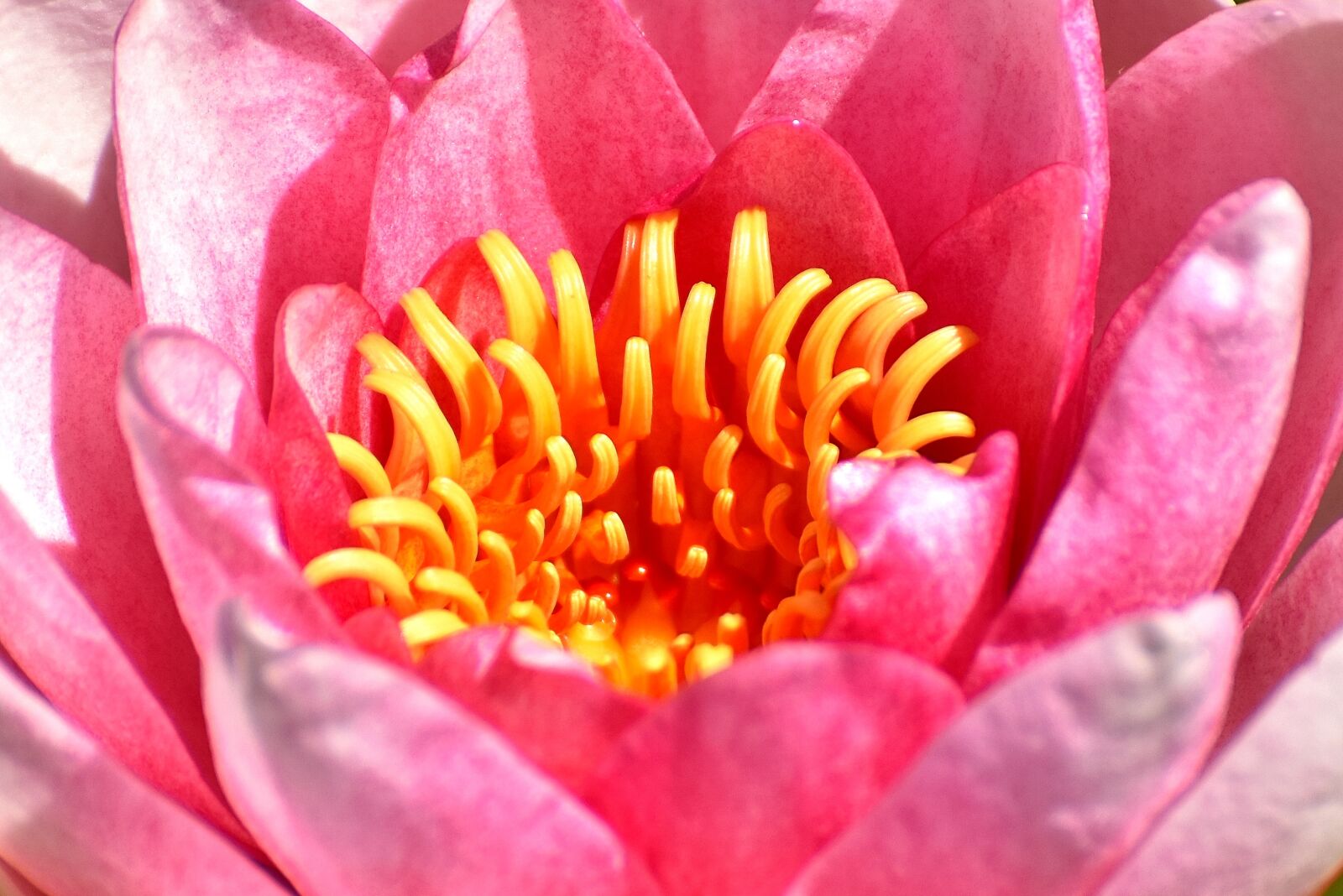 Nikon D7200 sample photo. Water lilies, pink, white photography