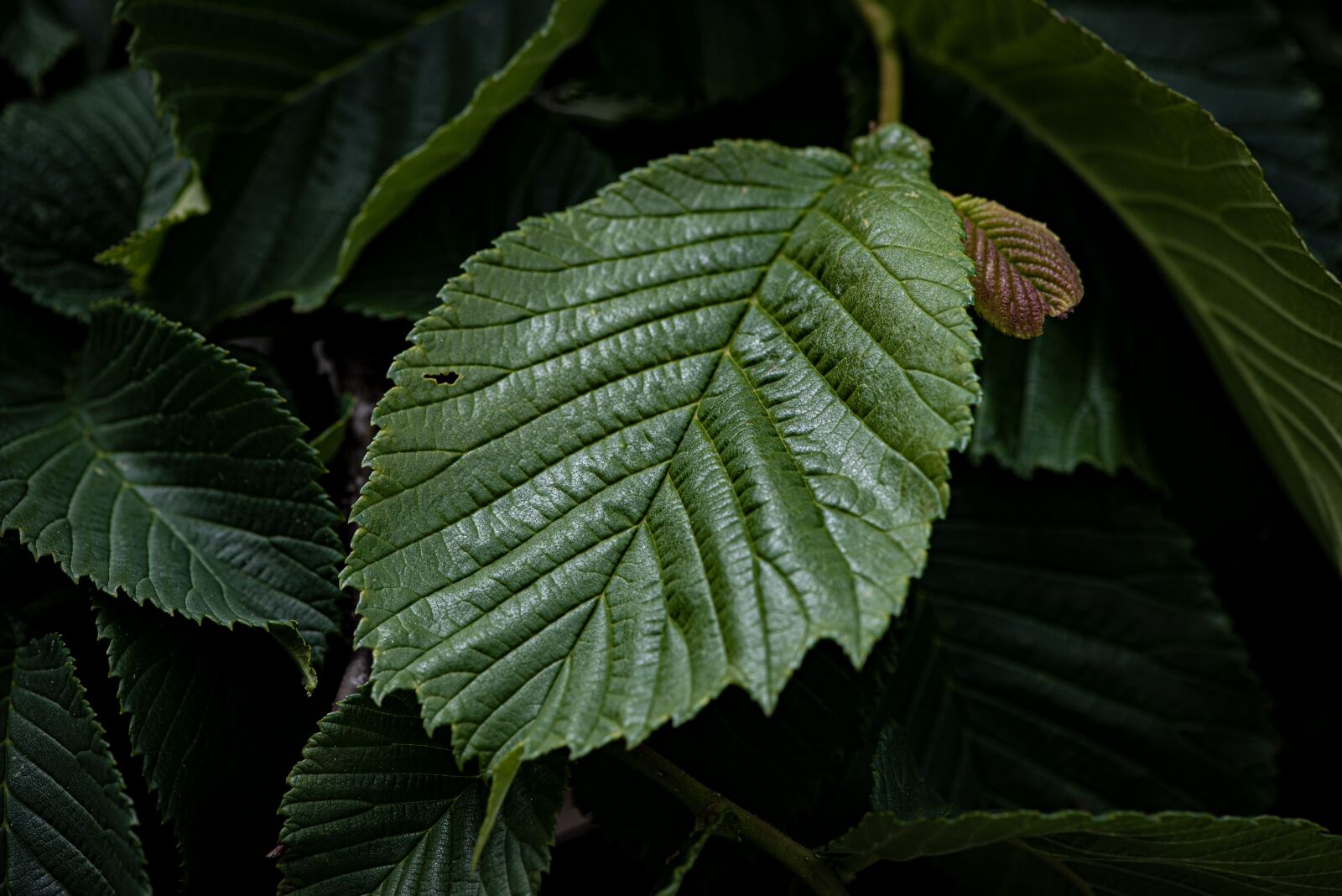 Nikon D750 sample photo. Leaves, hanging elm, nature photography