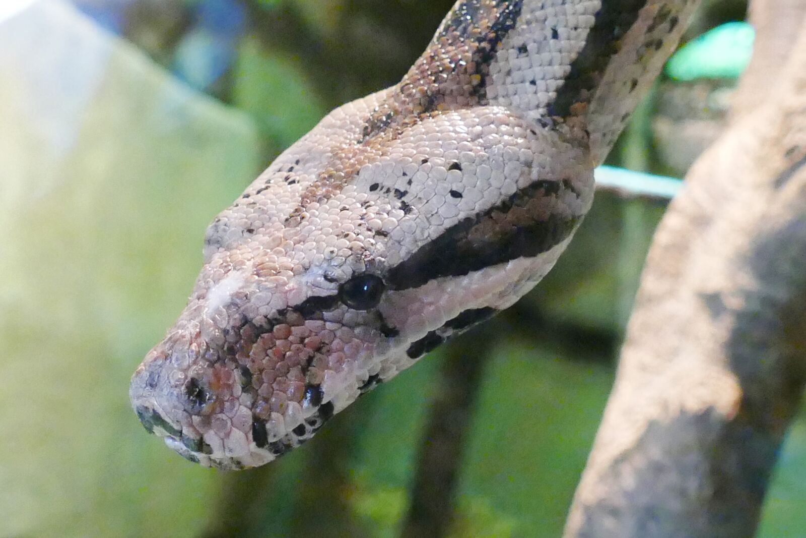 Panasonic Lumix DMC-FZ1000 sample photo. Snake, head, reptile photography