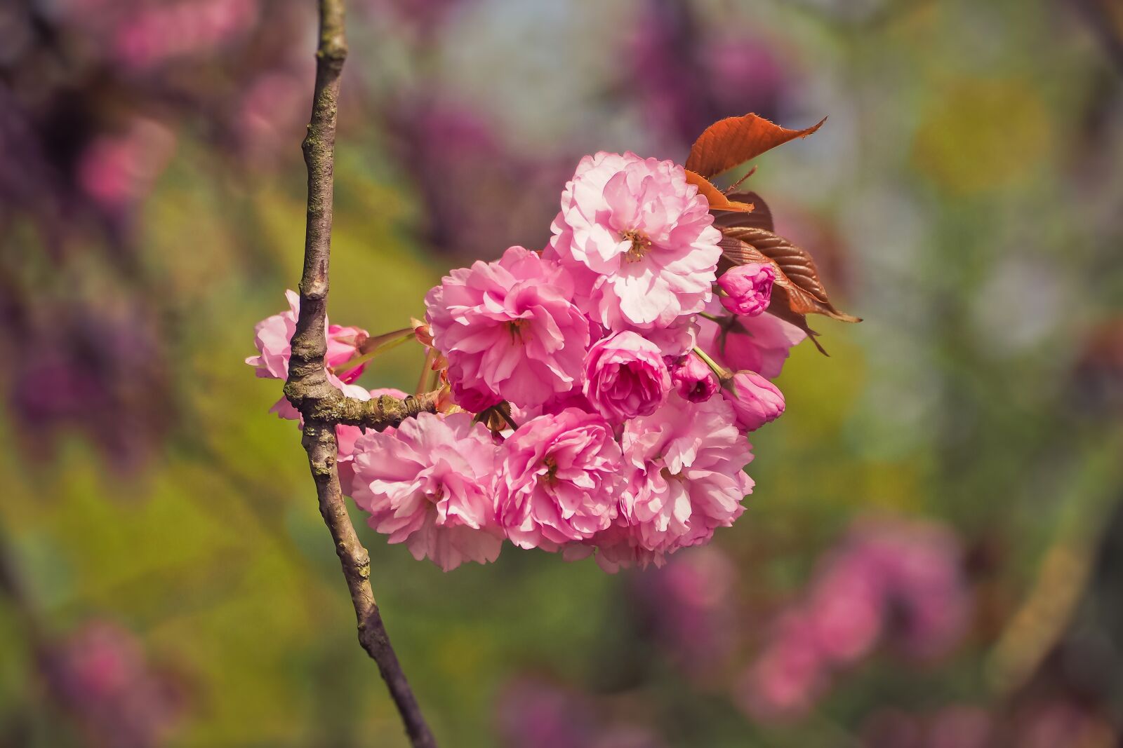 Olympus OM-D E-M10 sample photo. Flower, nature, tree photography