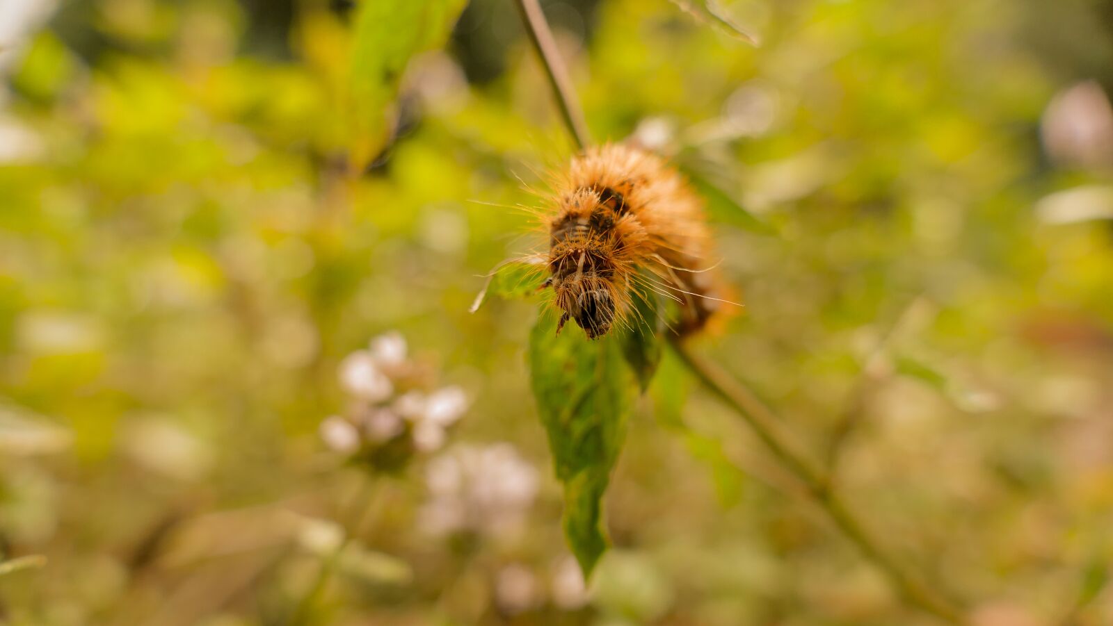 Panasonic Lumix DMC-FZ1000 sample photo. Caterpillar, hairy, close up photography