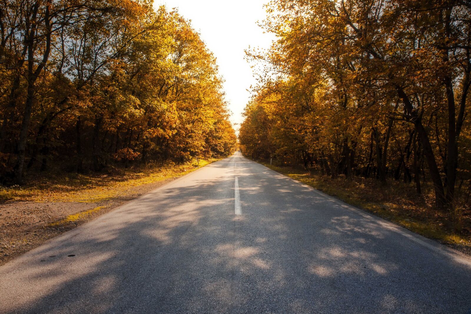 Tamron SP 24-70mm F2.8 Di VC USD sample photo. Road, fantasy, autumn photography