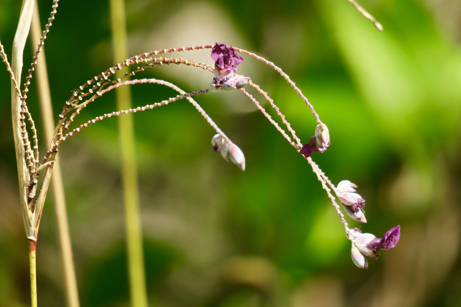 Canon PowerShot G3 X sample photo. Hong kong wildflowers, wild photography