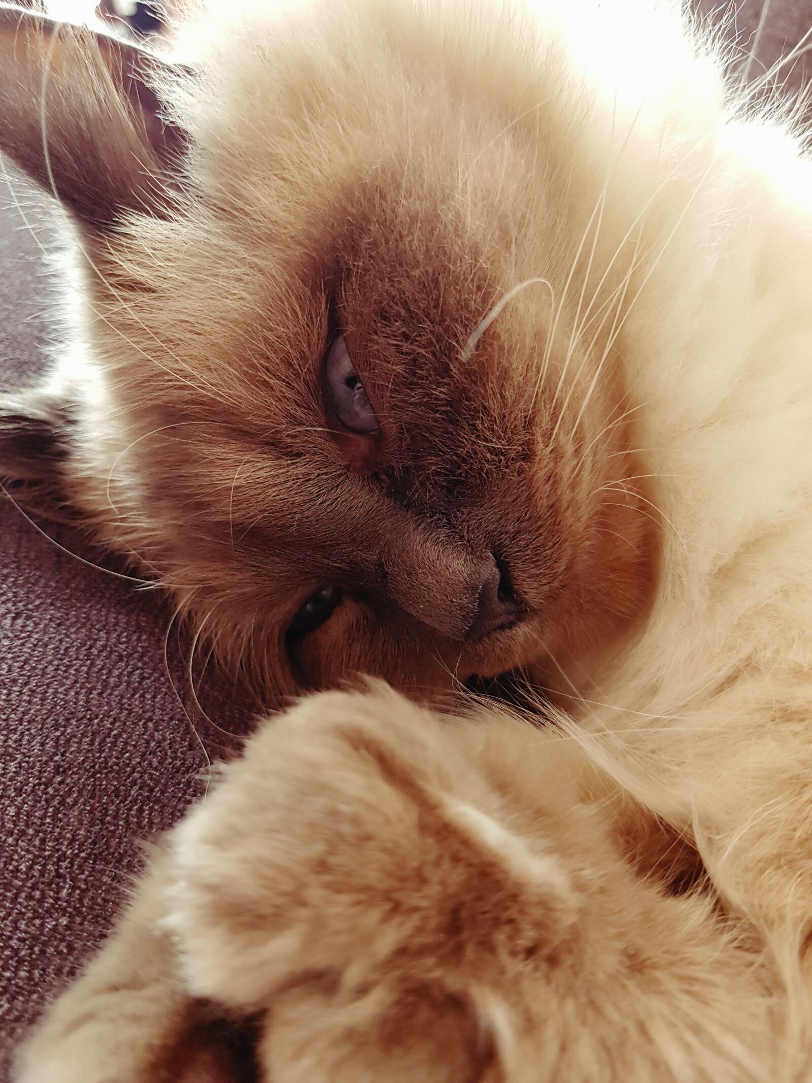Samsung Galaxy S7 sample photo. Cat, nap, sleep photography