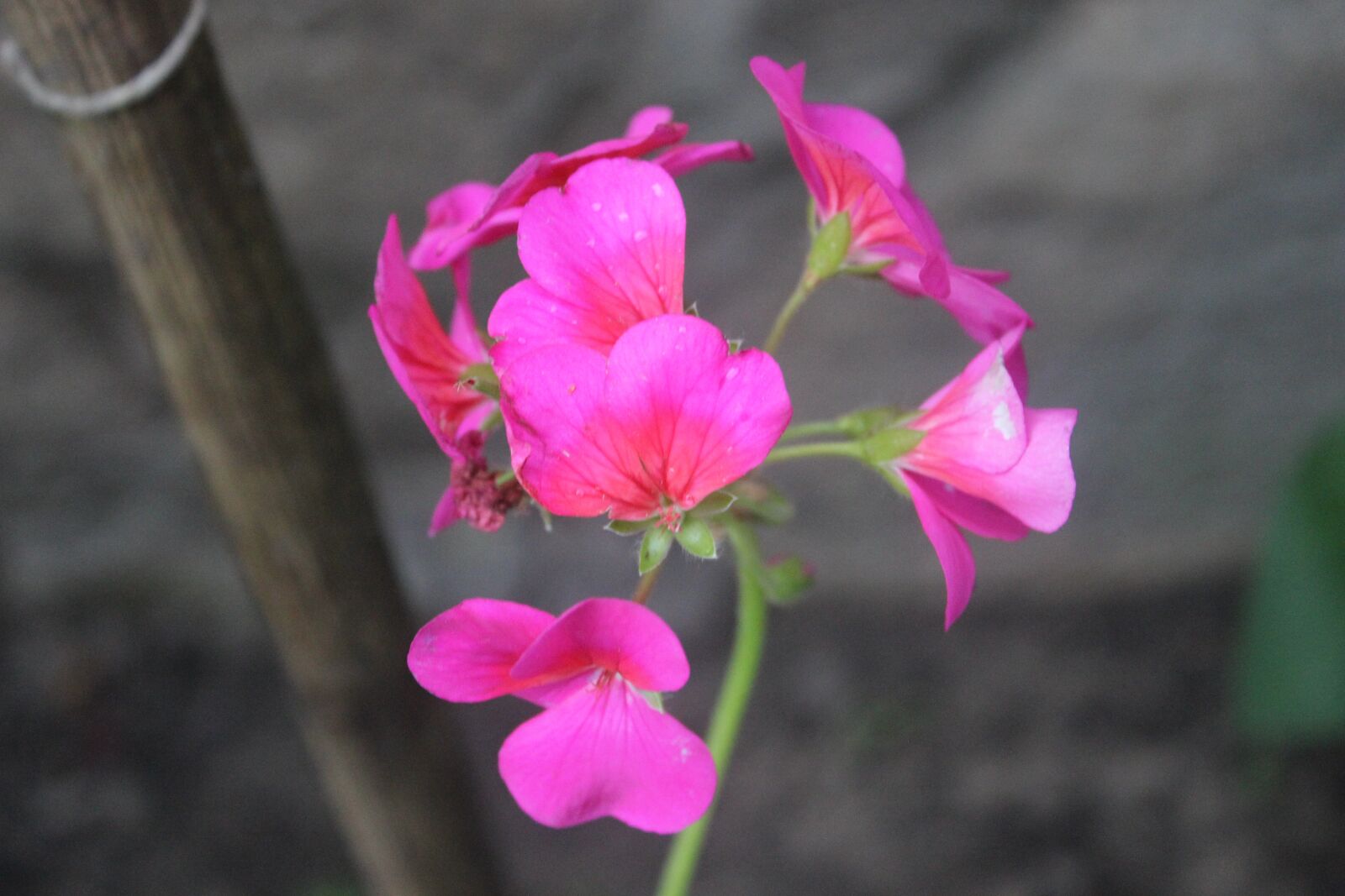 Canon EOS 600D (Rebel EOS T3i / EOS Kiss X5) sample photo. Flower, natural, plant photography