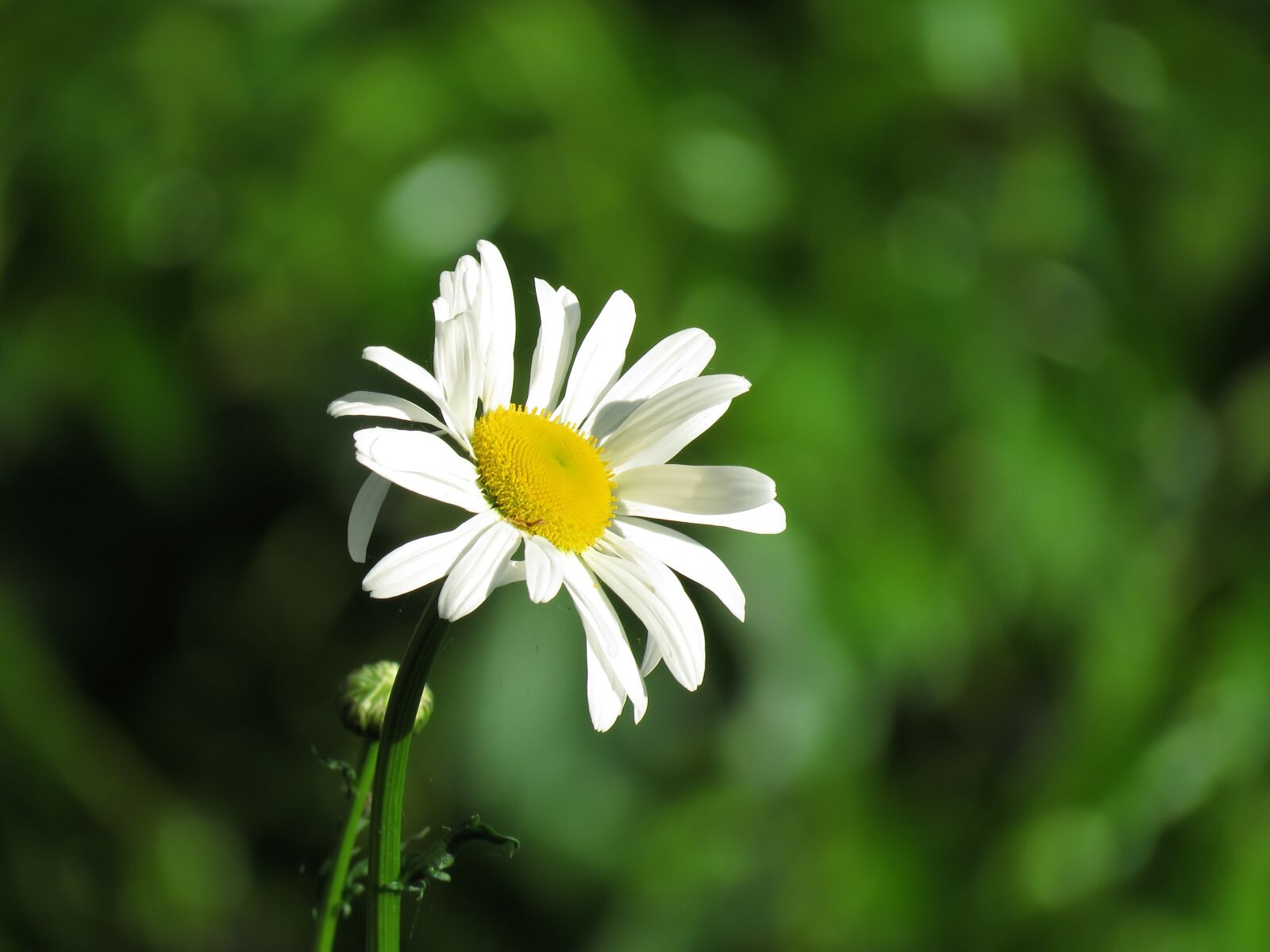 Canon PowerShot SX60 HS sample photo. Flower, margaret, spring photography