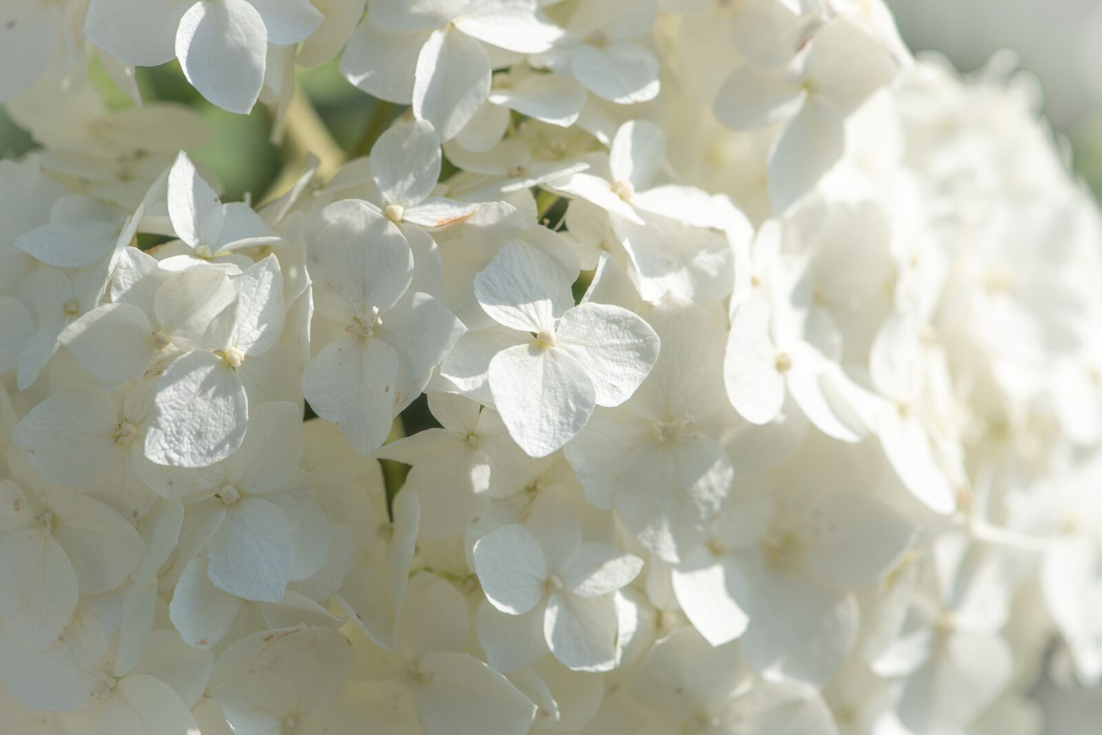 Nikon D750 sample photo. Hydrangea, flowers, garden photography