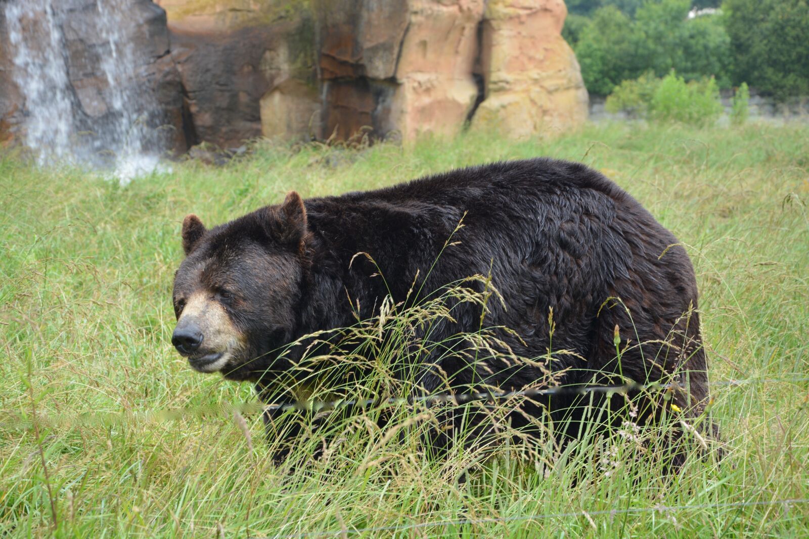 Nikon D5200 sample photo. Bear, brown, animal photography