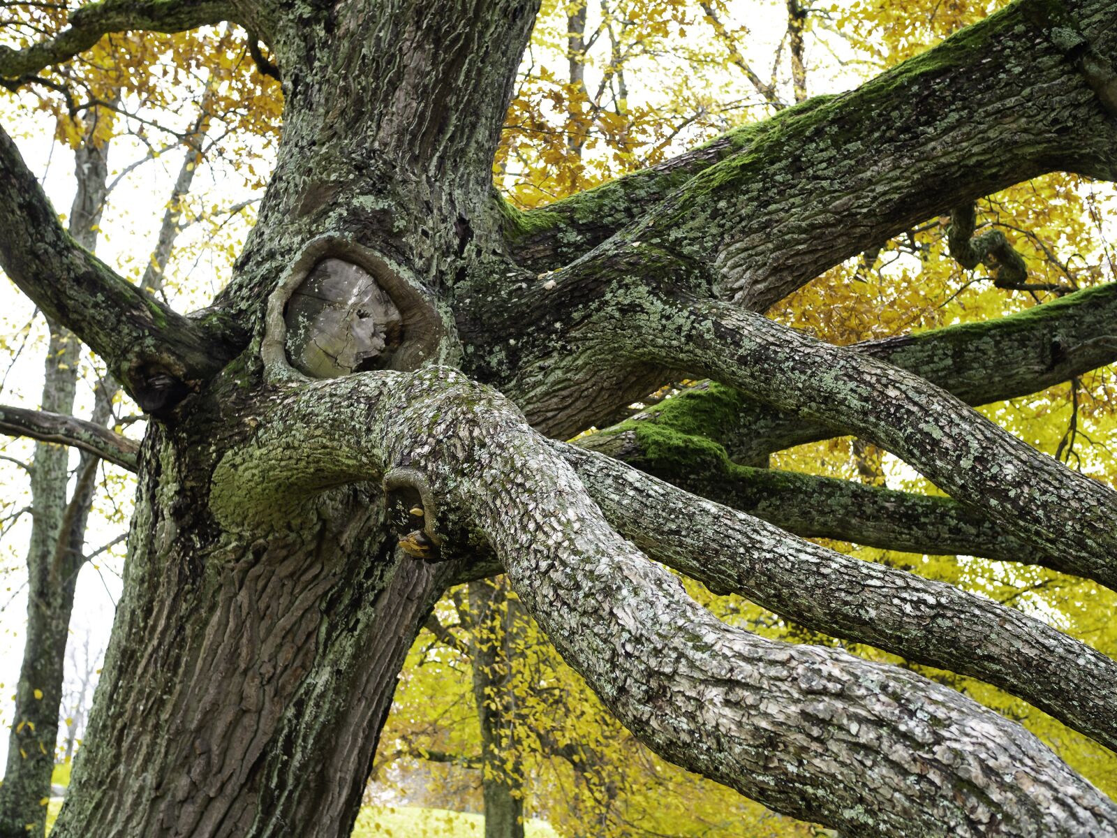 Olympus OM-D E-M10 II sample photo. Oak, tree, branches photography