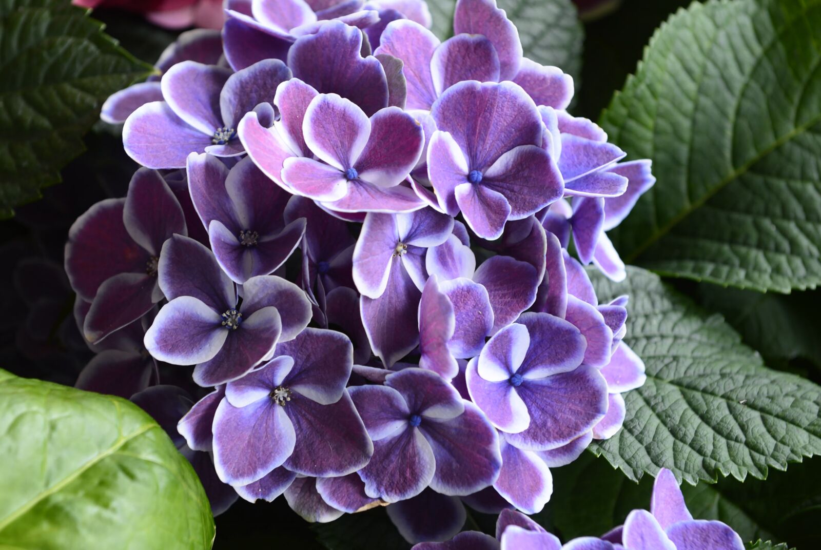 Nikon D610 sample photo. Flowers, plant, blossom photography