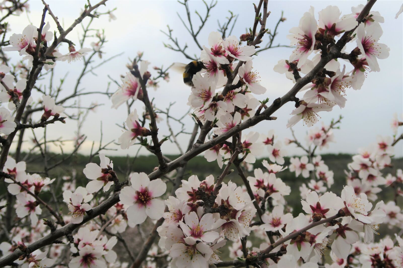 Canon PowerShot G7 X sample photo. Almond tree, tree, flower photography