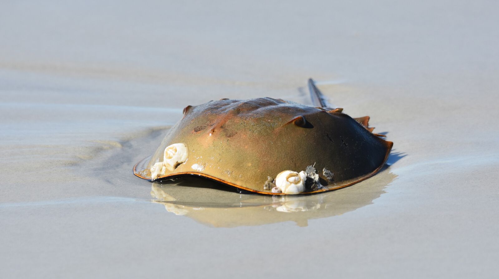 Nikon D7200 sample photo. Horseshoe crab, sea, ocean photography