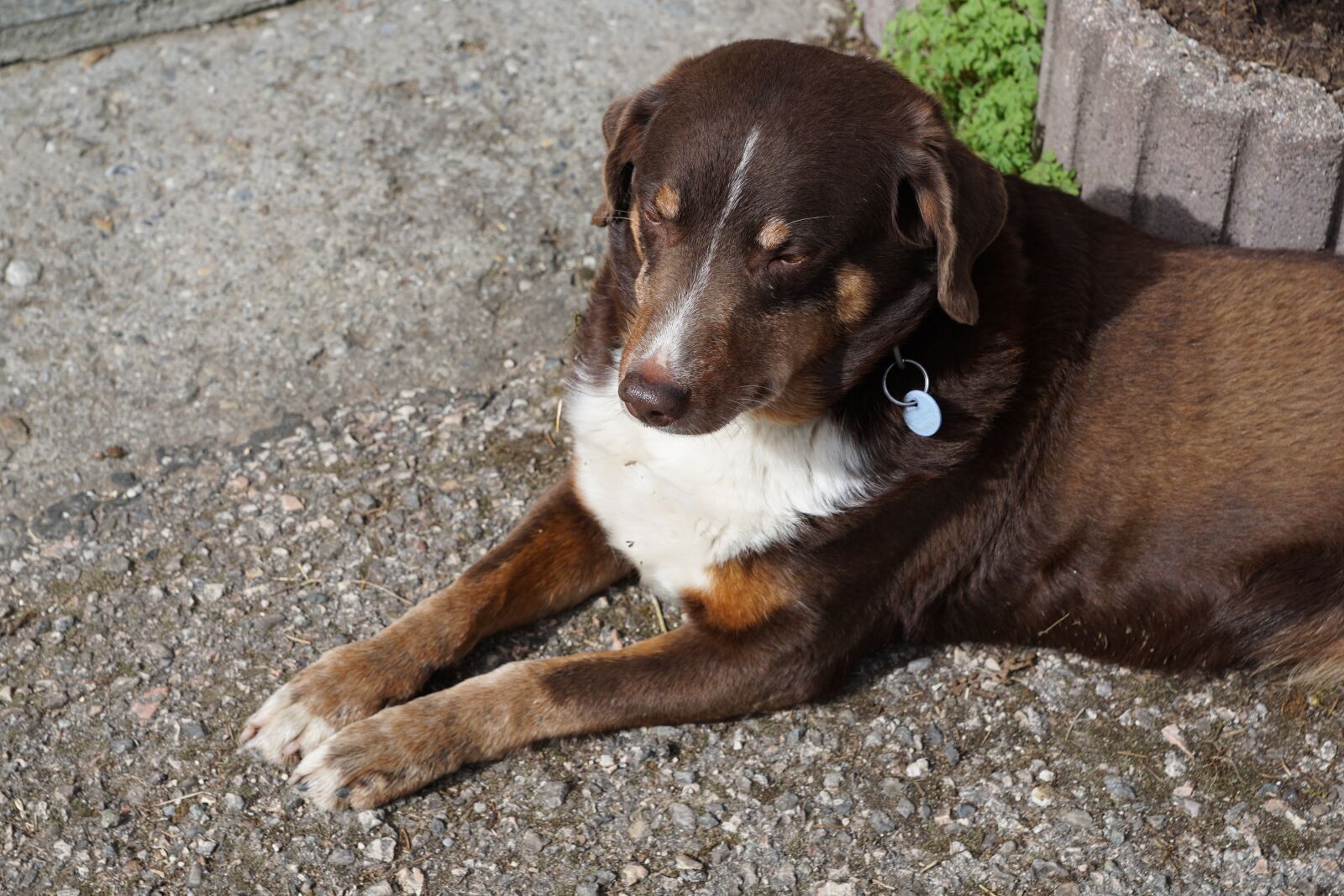 Sony DT 16-50mm F2.8 SSM sample photo. Dog, brown, animal photography