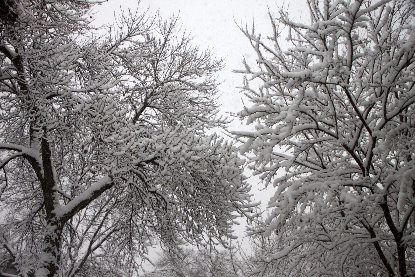 Canon EOS 500D (EOS Rebel T1i / EOS Kiss X3) sample photo. Snow, trees, winter photography