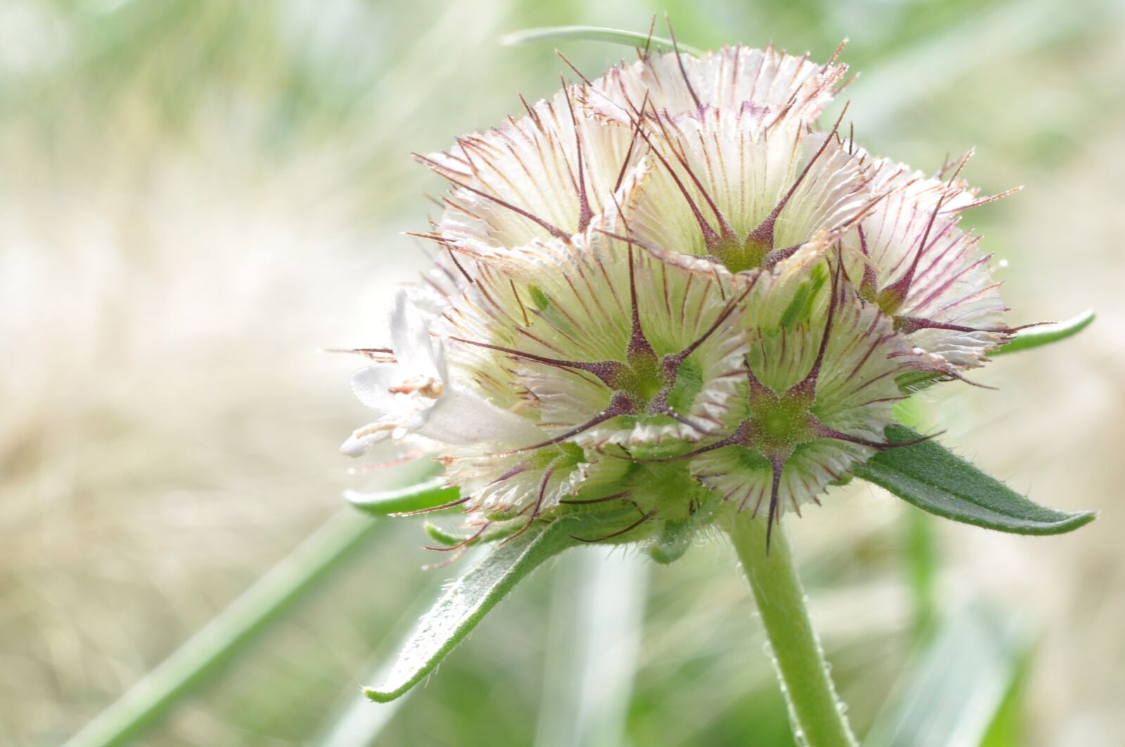 Nikon D5000 sample photo. Blossom, bloom, macro photography