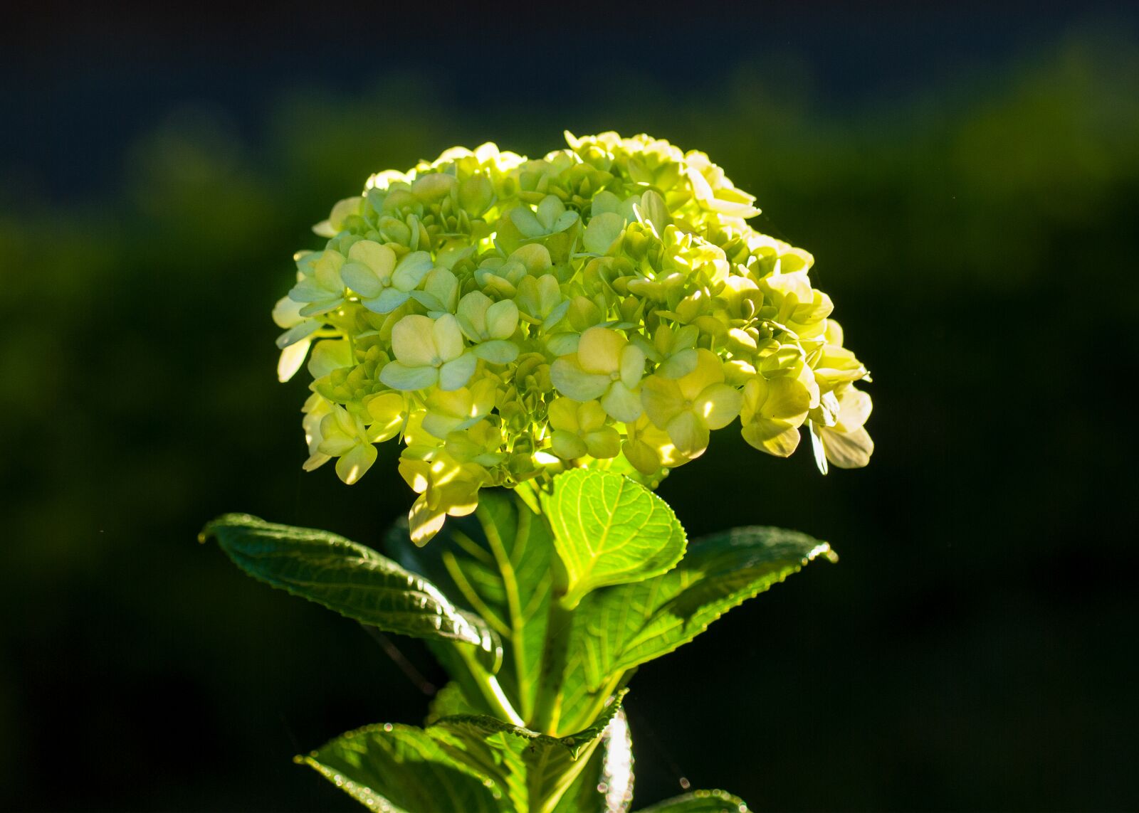 Nikon D80 sample photo. Green, beautiful flowers, flower photography