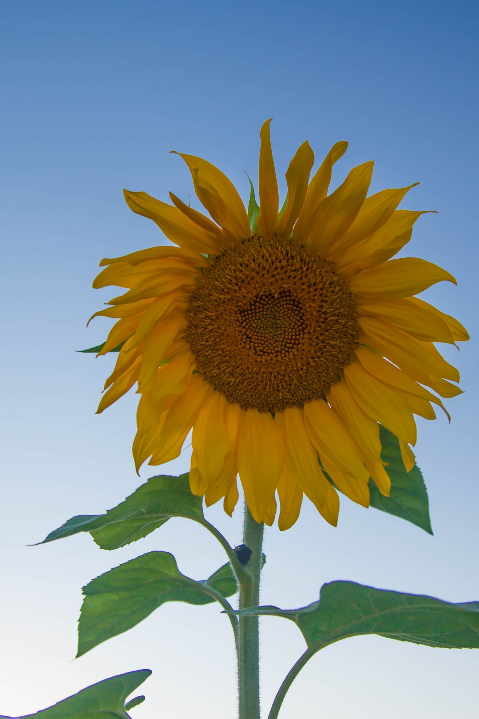 Canon EOS 5D Mark II sample photo. Sunflower, summer, nature photography