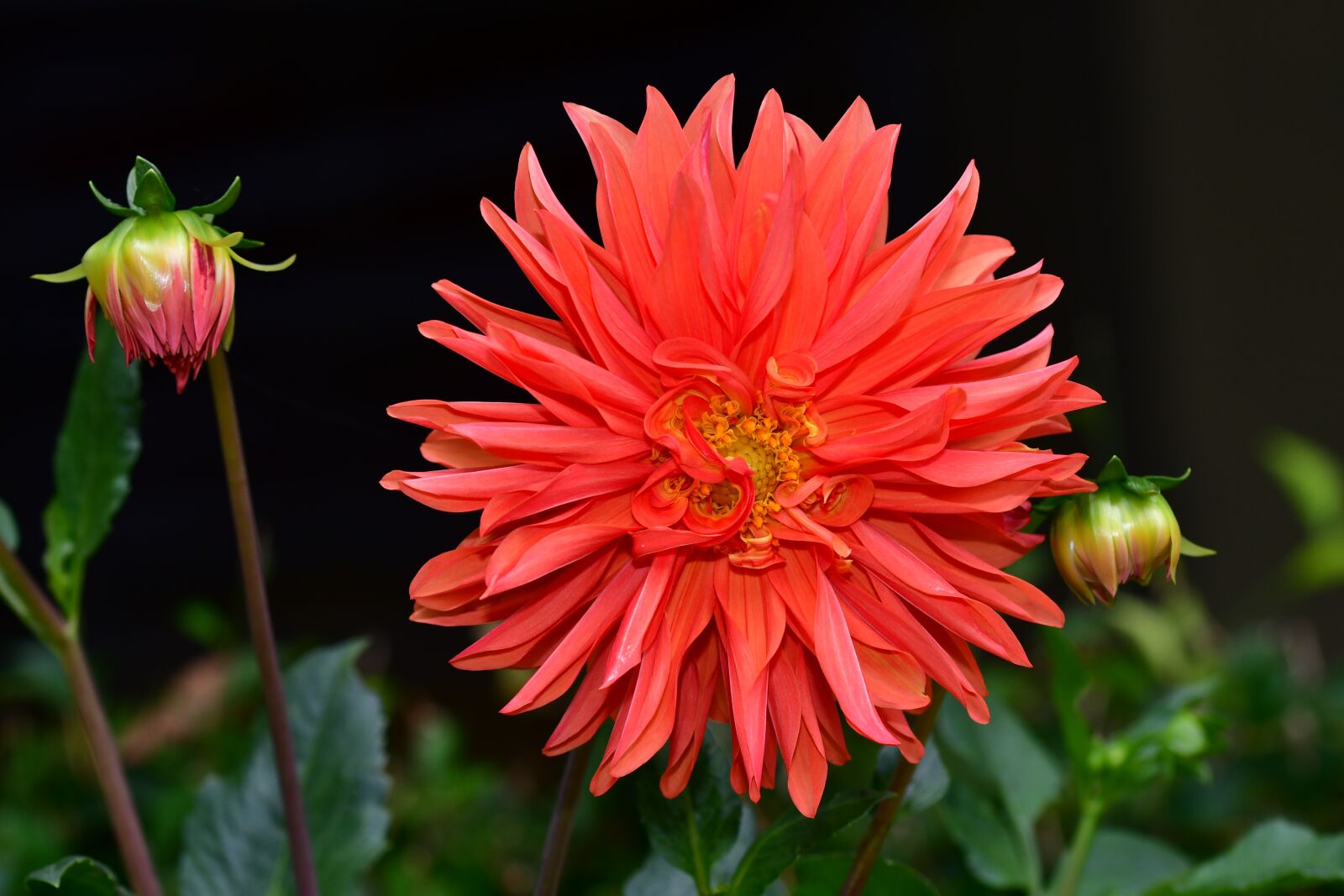 Nikon D500 sample photo. Aster, red petals, lower photography